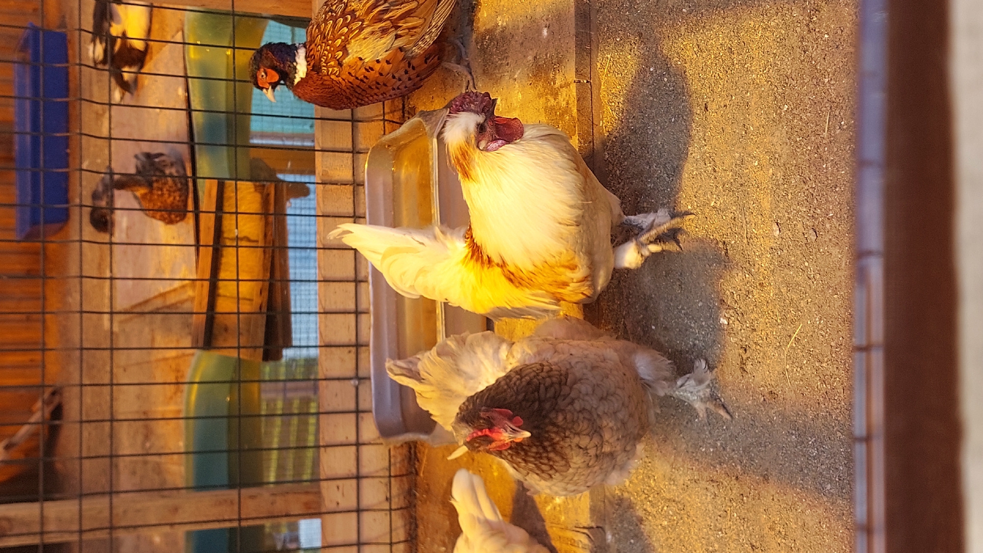 A rooster with white and yellow plumage stands on the right of the frame, facing left. Its comb and wattles are red, and it has a fluffy tail. To the left of this rooster, a grey chicken with prominent feathers stands facing the viewer. Behind these chickens, a trough of water is visible, and further back, a pheasant with brown and orange plumage stands on the right, facing left. In the background, there are wooden fences, a blue container, and other birds. The scene appears to be an enclosure in an unknown location.