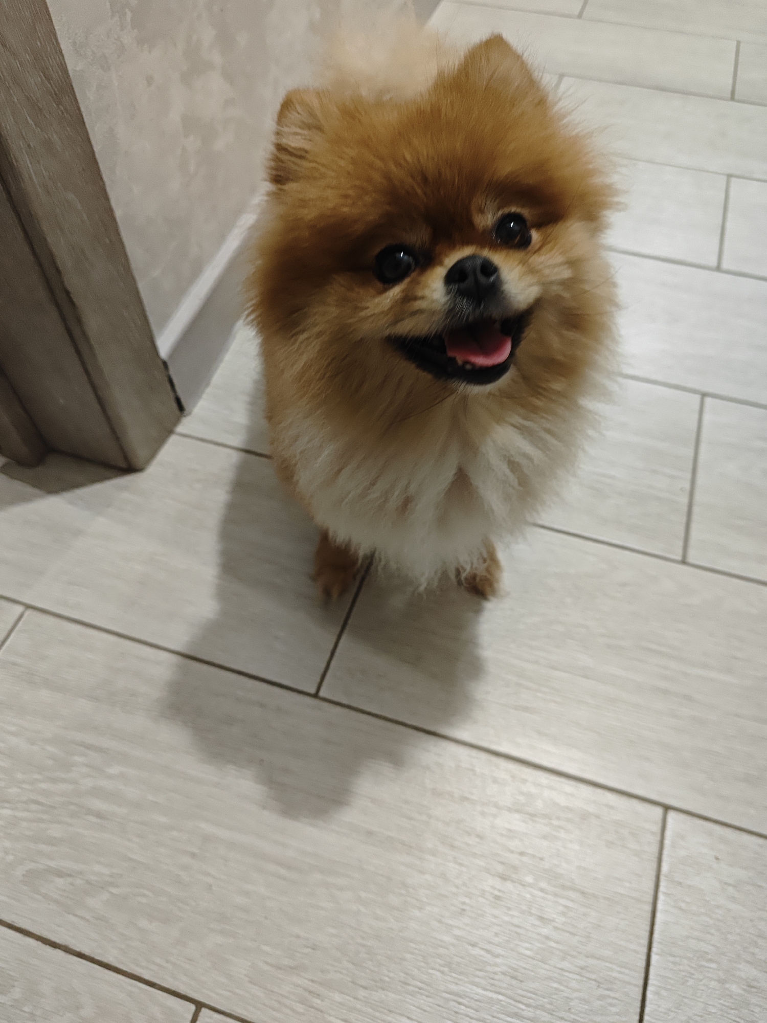 A Pomeranian dog with light brown fur and black eyes is looking up at the camera with its tongue out. The dog is standing on a light-colored tiled floor, and a shadow of the dog is cast on the floor to its left. To the left of the dog, a wooden doorframe is visible. The background wall is light-colored and textured. The scene appears to be indoors.