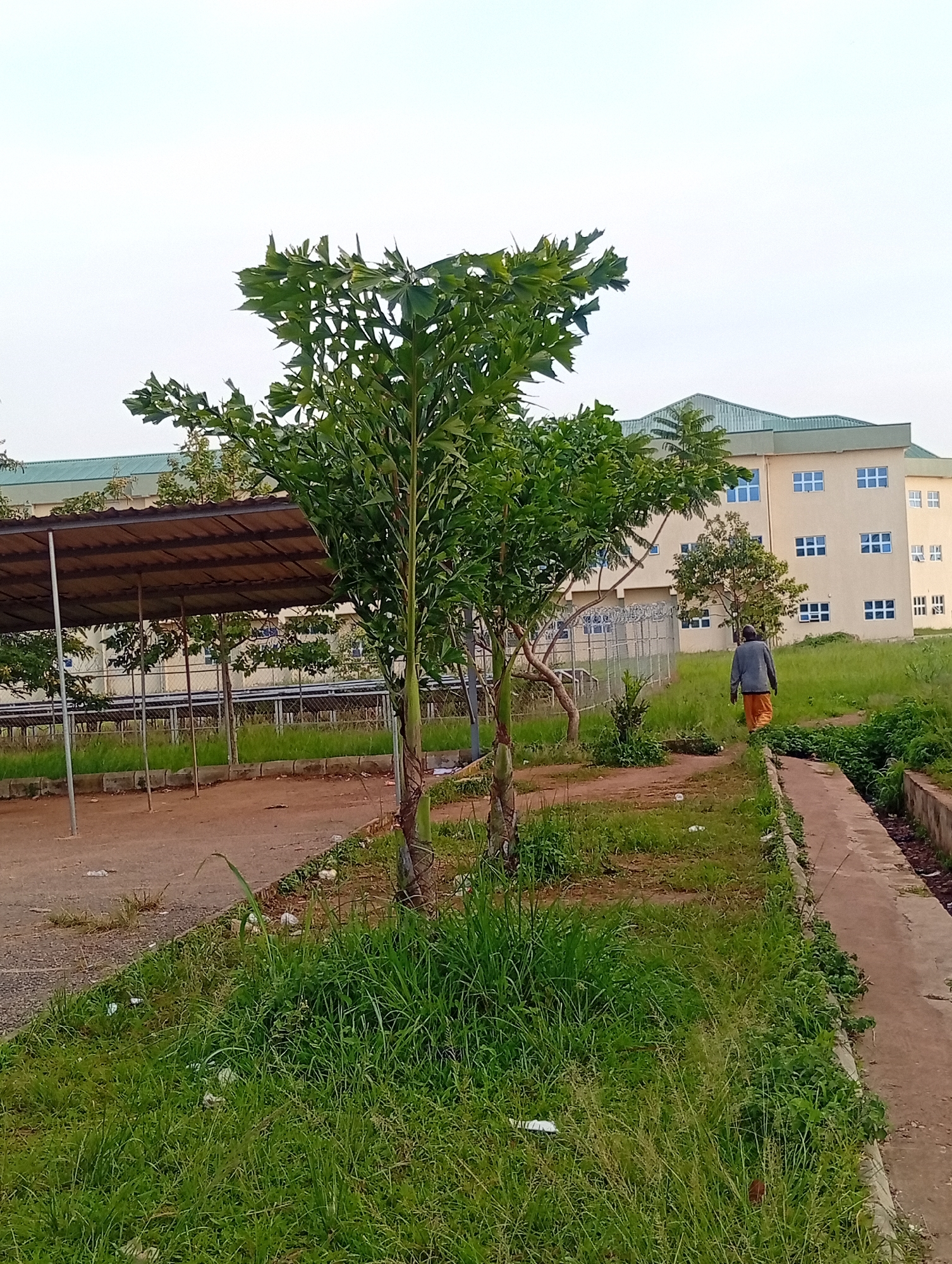 A full shot captures an outdoor scene with a person walking away from the camera towards a building. The person, whose back is to the viewer, is wearing a grey jacket and orange pants. They are walking on a dirt path lined with overgrown grass and a concrete drainage channel. In the foreground, a tall plant with large, feathery green leaves dominates the left side of the frame. Behind this plant, a covered structure with a metal roof and supporting poles is visible. Further back, a multi-story building with a light-colored facade and numerous blue-paned windows stands. The building has a green, sloped roof. The sky is overcast and pale. The scene appears to be an outdoor area, possibly on the grounds of an institution or complex, with elements of both landscaping and infrastructure present. The location is identified as the city of Durumi, Nigeria.