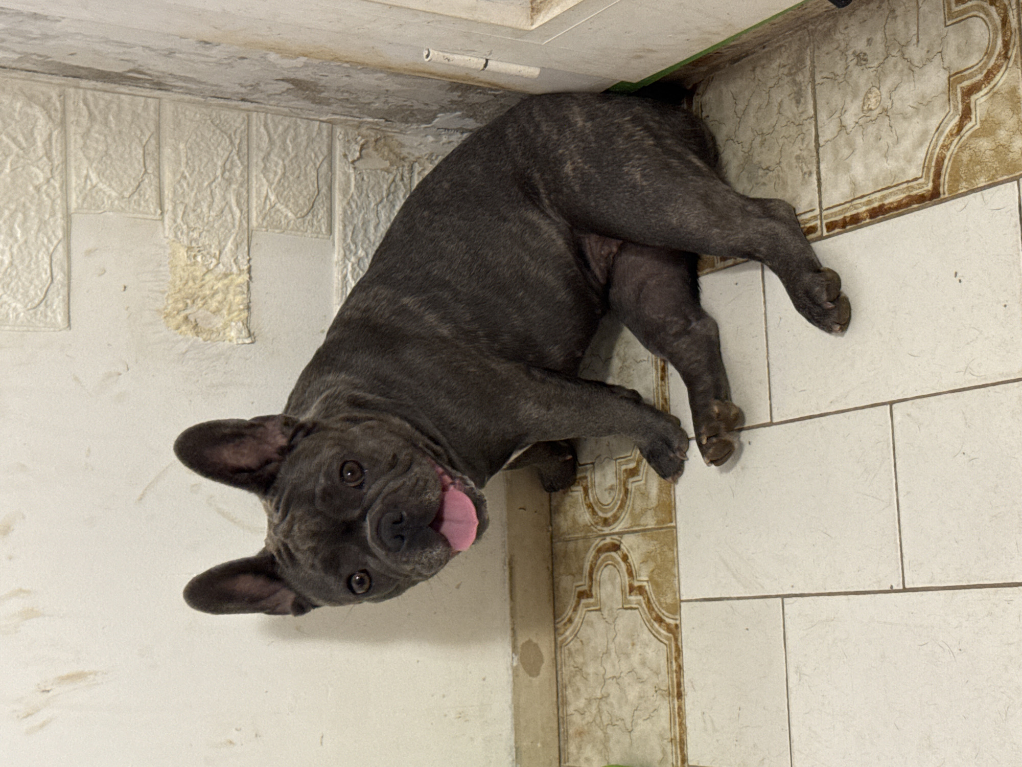 A dark grey French bulldog is sitting on a tiled floor in what appears to be an indoor space with a slightly damaged wall and baseboard. The dog is facing the camera with its mouth open and tongue out, its ears are erect and its tail is not visible. The flooring consists of square white tiles and some decorative tiles with brown patterns. The wall behind the dog has a textured, possibly brick-patterned wallpaper, with some areas appearing to be peeling or damaged. A white doorframe is visible to the right of the image. The lighting is somewhat dim. The image does not provide any specific information to indicate it is located in San Benedetto del Tronto, Italy.