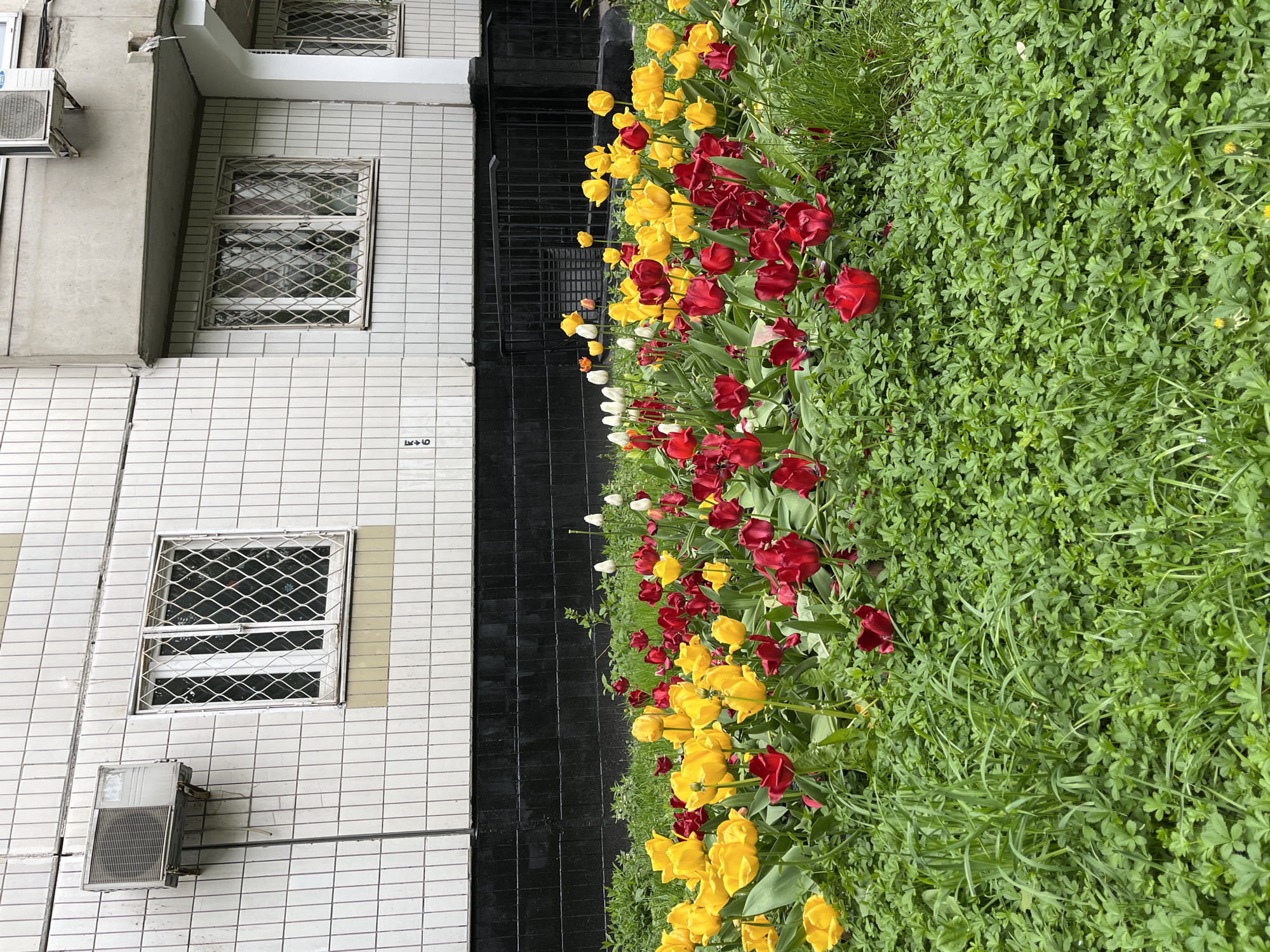 The image depicts a building in Moscow, Russia, adjacent to a garden area. The building has a tiled facade with barred windows and air conditioning units. A black stairwell or doorway is situated between the building and the garden. The garden is filled with vibrant tulips in red, yellow, and white colors, mixed with lush green clover and grass. The scene appears to be taken during the day, as the lighting is natural. There are no visible people or actions in the image. The environment suggests an urban setting with nature integrated into the cityscape.