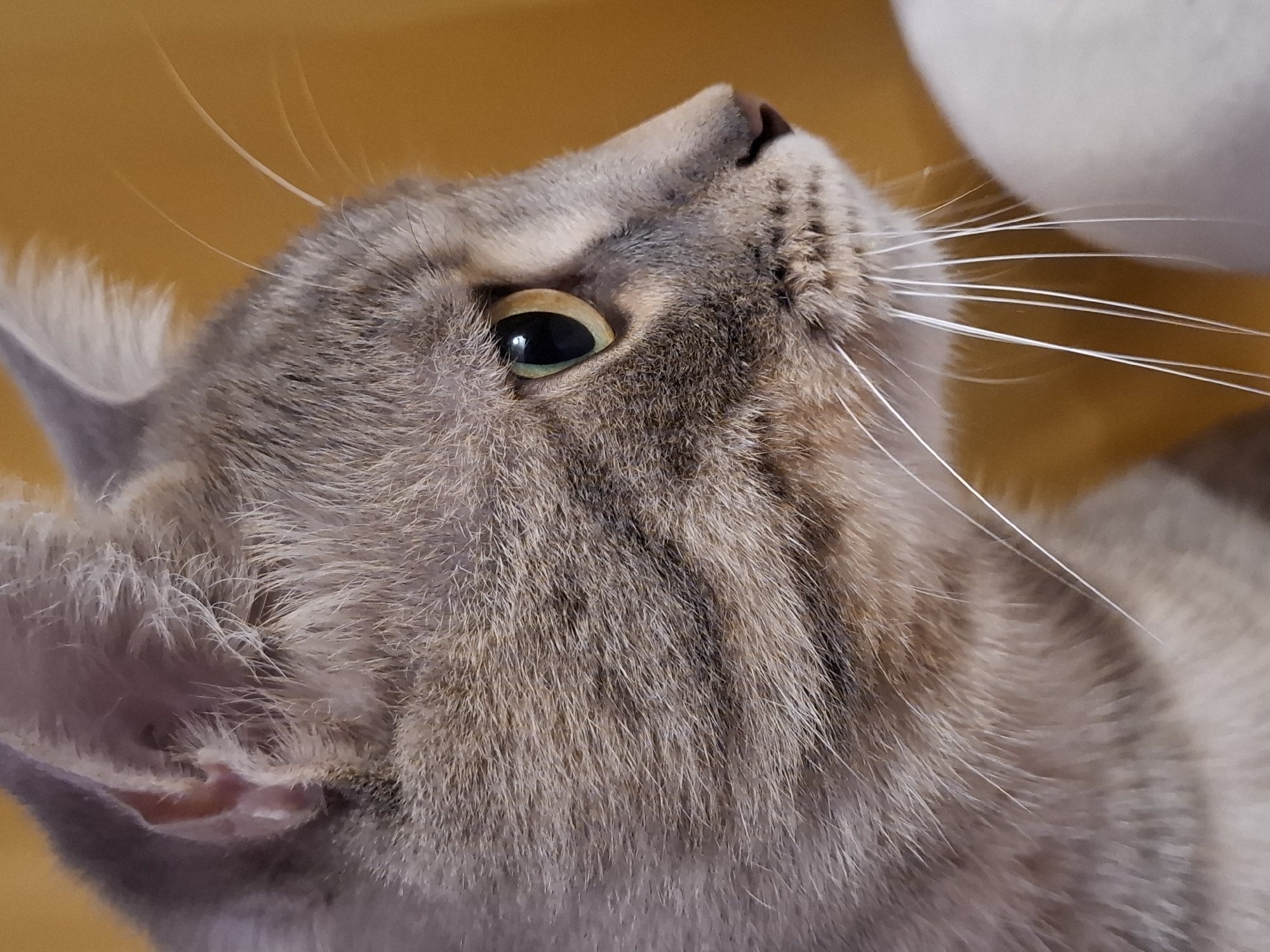The image is a close-up, profile view of a grey tabby cat's head. The cat's eye is a striking green with a dark pupil. Its fur is detailed, showing stripes and individual hairs. Prominent white whiskers extend from its muzzle. The background is a soft, out-of-focus golden-yellow color. There is a hint of a white, fluffy object on the right side of the frame. There are no people, identifiable landmarks, or elements that would suggest a specific location in Zemun Urban Municipality, Serbia, or any other city. The scene is indoors and focused solely on the cat.