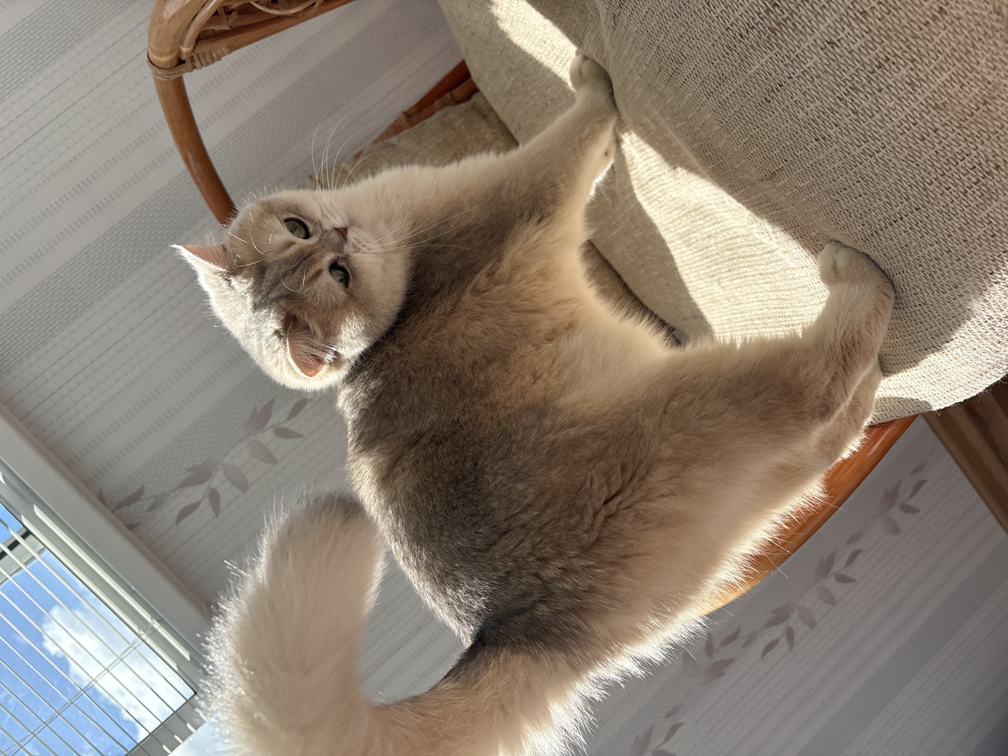 A fluffy, light brown and white cat with green eyes is lying on a beige woven chair, its front paw resting on the cushion. The photo is taken from a low angle, looking up at the cat. Natural light streams in from a window with white blinds in the lower left corner. The wall behind the chair is decorated with a subtle floral pattern on a white background. The location is Chaikovsky, Russia.