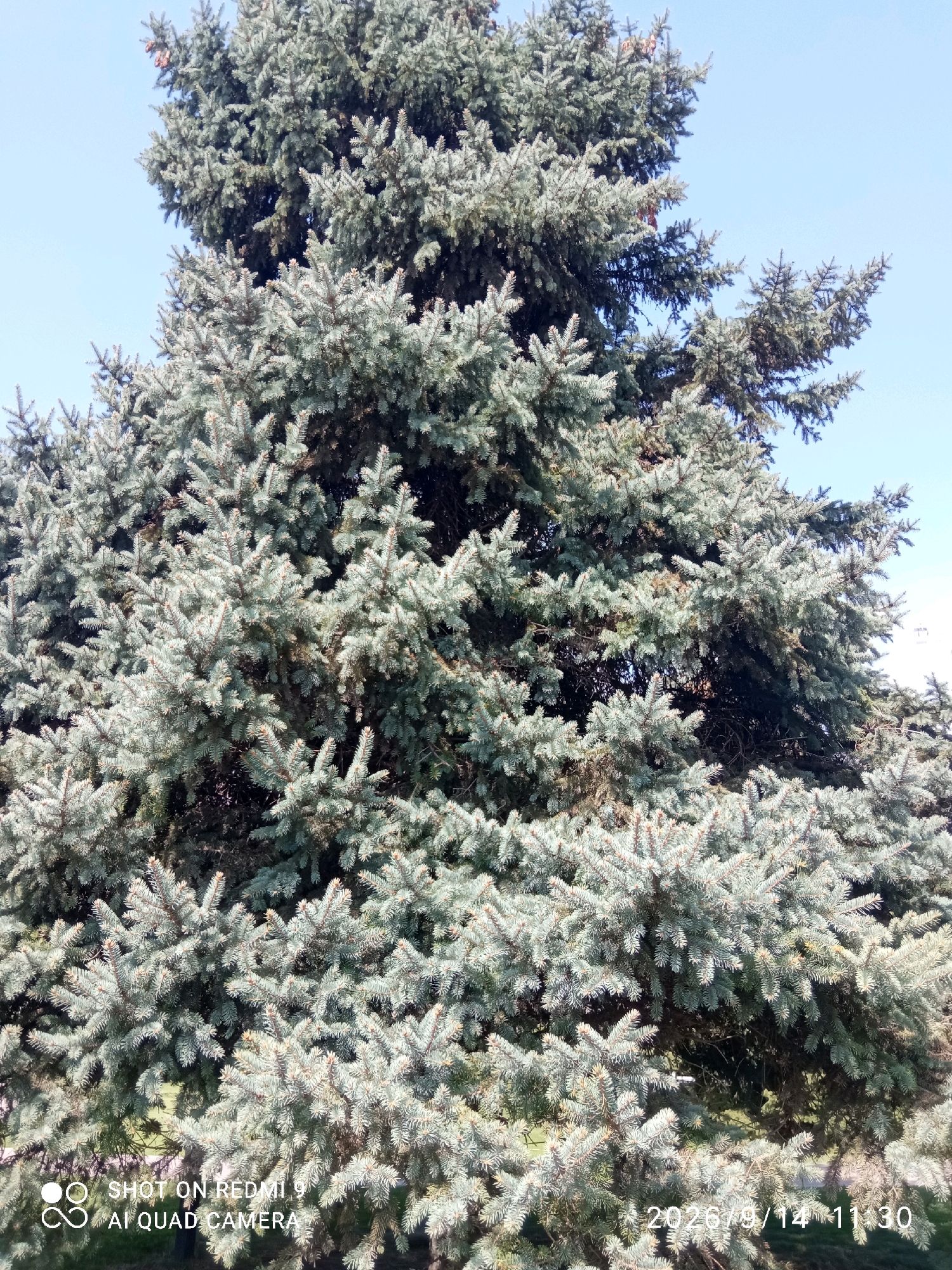An image shows a close-up view of the branches and needles of a large coniferous tree, likely a blue spruce, against a clear blue sky. The needles are a silvery-green color, and the branches are dense, obscuring much of the interior of the tree. Some small pine cones are visible among the needles. The lower right corner of the image contains a date and time stamp "2026/9/14 11:30". The lower left corner contains a watermark that reads "SHOT ON REDMI 9 AI QUAD CAMERA". There are no people or animals visible in the image. The setting appears to be outdoors, with the tree occupying the majority of the frame. The image itself is a digital photograph and contains no forensic evidence.
This image does not provide any information about its location within the city of Rostov-on-Don, Russia, or any other geographical context.