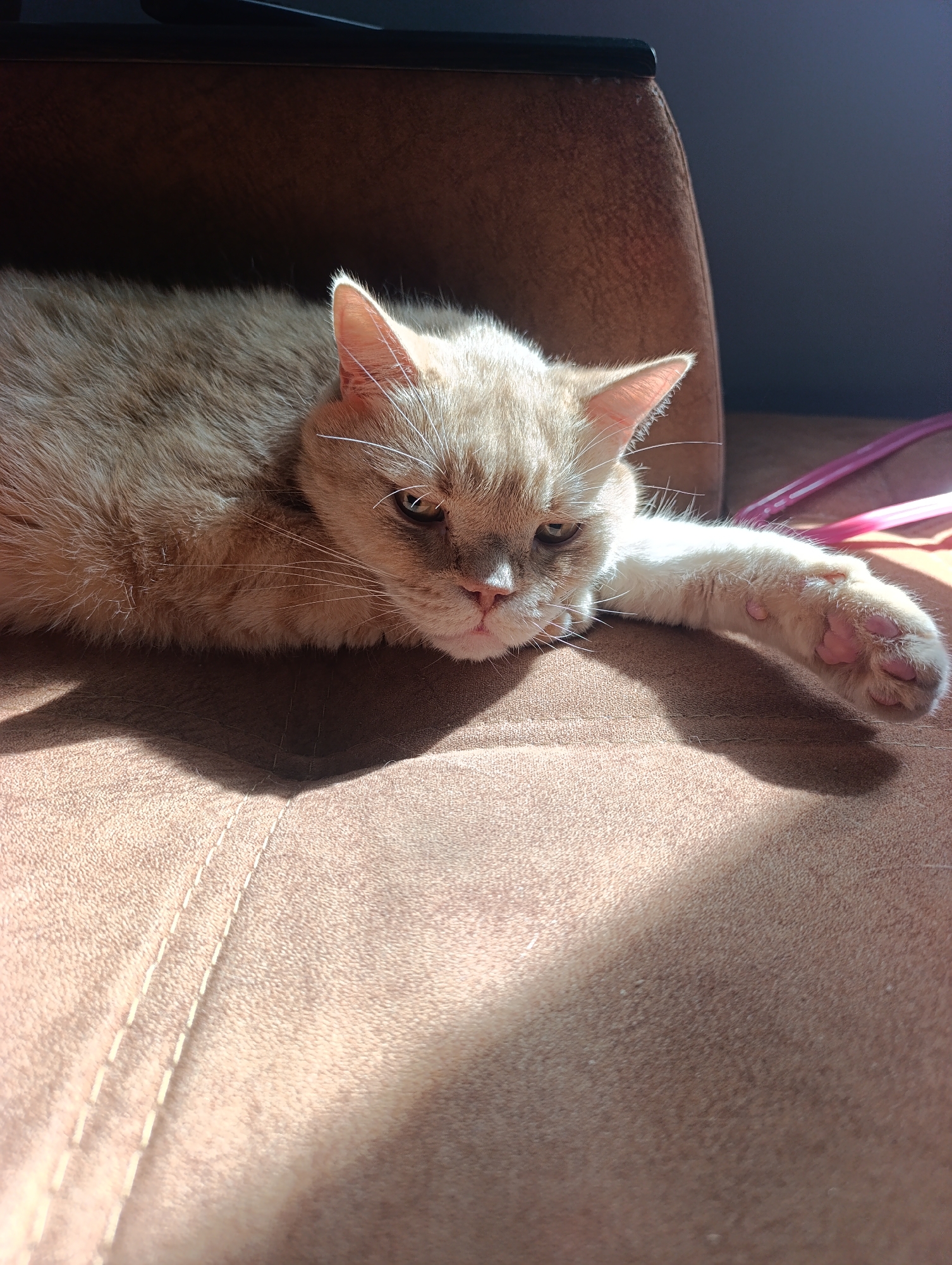 A light-colored cat with orange and white fur is resting on a brown couch. The cat is lying on its side, with its head propped up and one paw extended. Sunlight is streaming in from the right side of the image, casting shadows on the couch and the cat. The background is dark and out of focus. The cat appears to be relaxed and comfortable. The scene is indoors, likely in a living room. There is no indication of the city of Ivanovka, Russia.