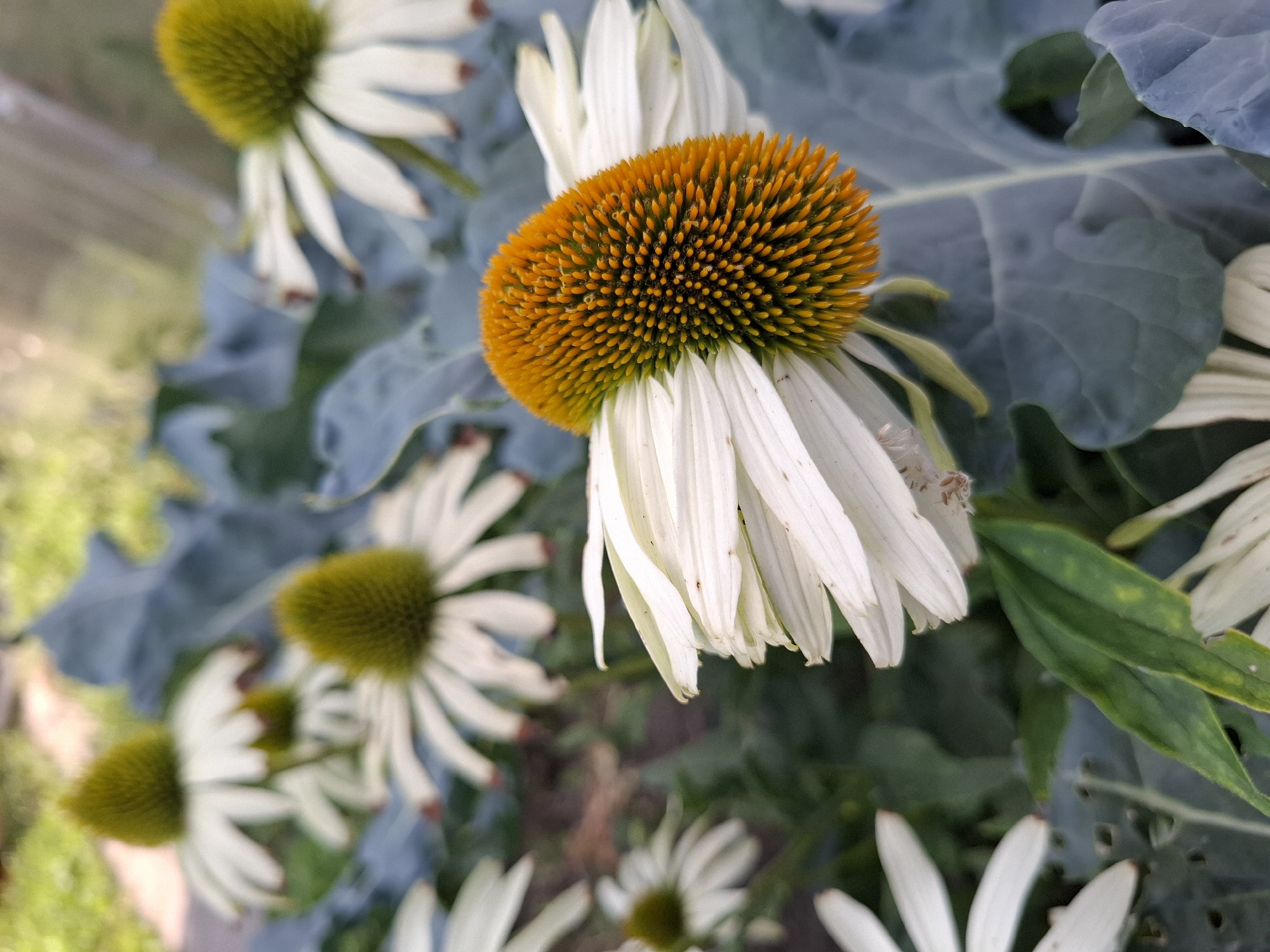 The image depicts a close-up view of several white coneflowers with bright orange-yellow centers, their petals drooping slightly. The coneflowers are surrounded by large, blue-green leaves, likely from a related plant species. In the background, out-of-focus greenery suggests an outdoor garden setting. The lighting indicates it is daytime, likely sunny, casting soft shadows. There are no people or animals visible in the image, and no discernable human activity is taking place. The scene is focused on the botanical elements. No specific location within Tyumen, Russia, can be identified from the visual information provided.