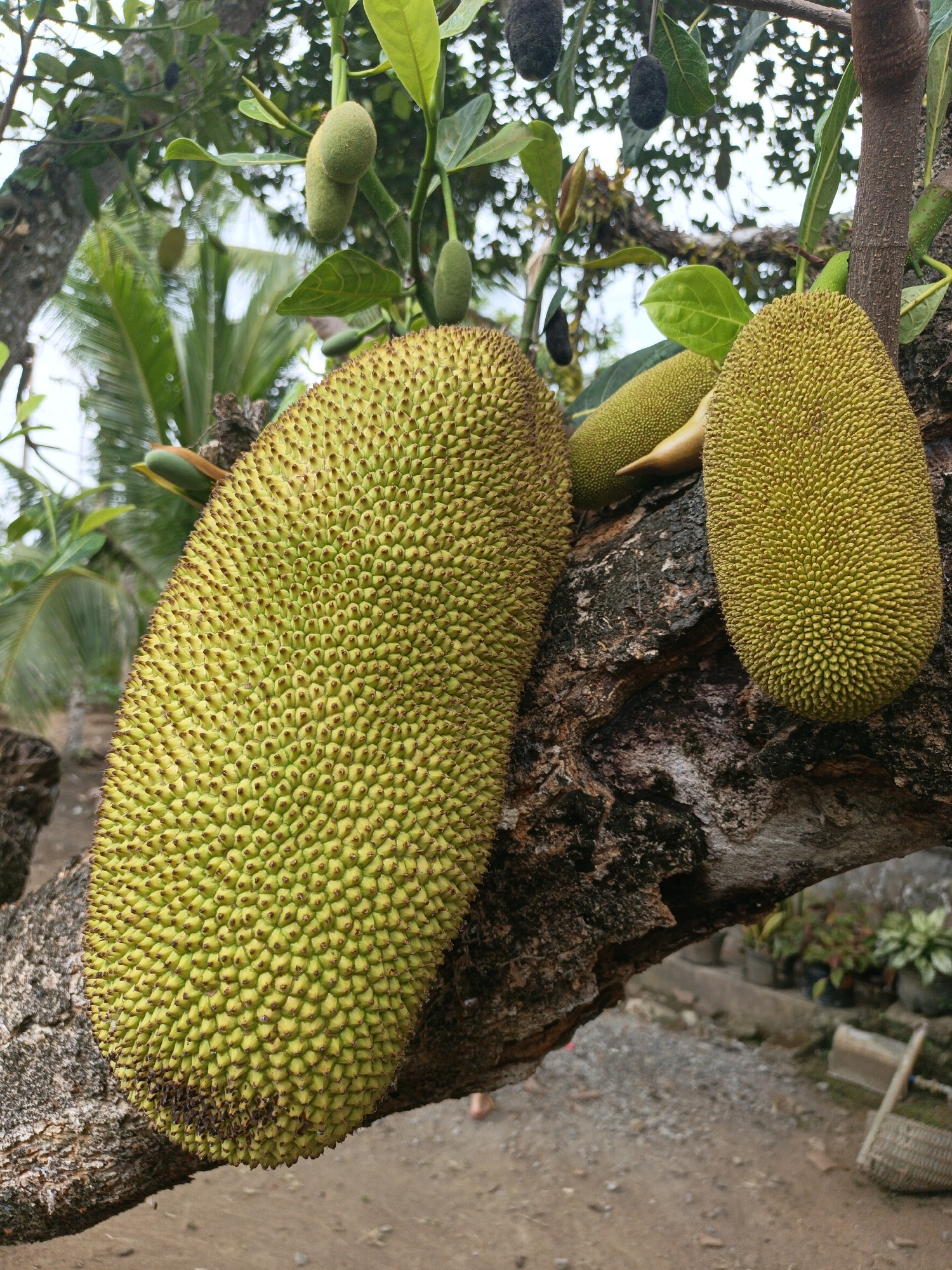 The image depicts three unripe jackfruits hanging from a tree branch. The largest jackfruit is in the foreground, angled towards the left side of the frame. To its right and slightly behind is a second, smaller jackfruit. A third, oblong jackfruit is visible on the far right. The jackfruits are green and covered in a spiky rind. The tree branch is rough and brown, with patches of lichen. In the background, out-of-focus foliage and what appear to be potted plants are visible, suggesting an outdoor, possibly domestic setting. The ground beneath the tree is composed of dirt and gravel. The image appears to be taken in Kamulyan, Indonesia, as indicated by the context provided. There are no people visible in the image.
