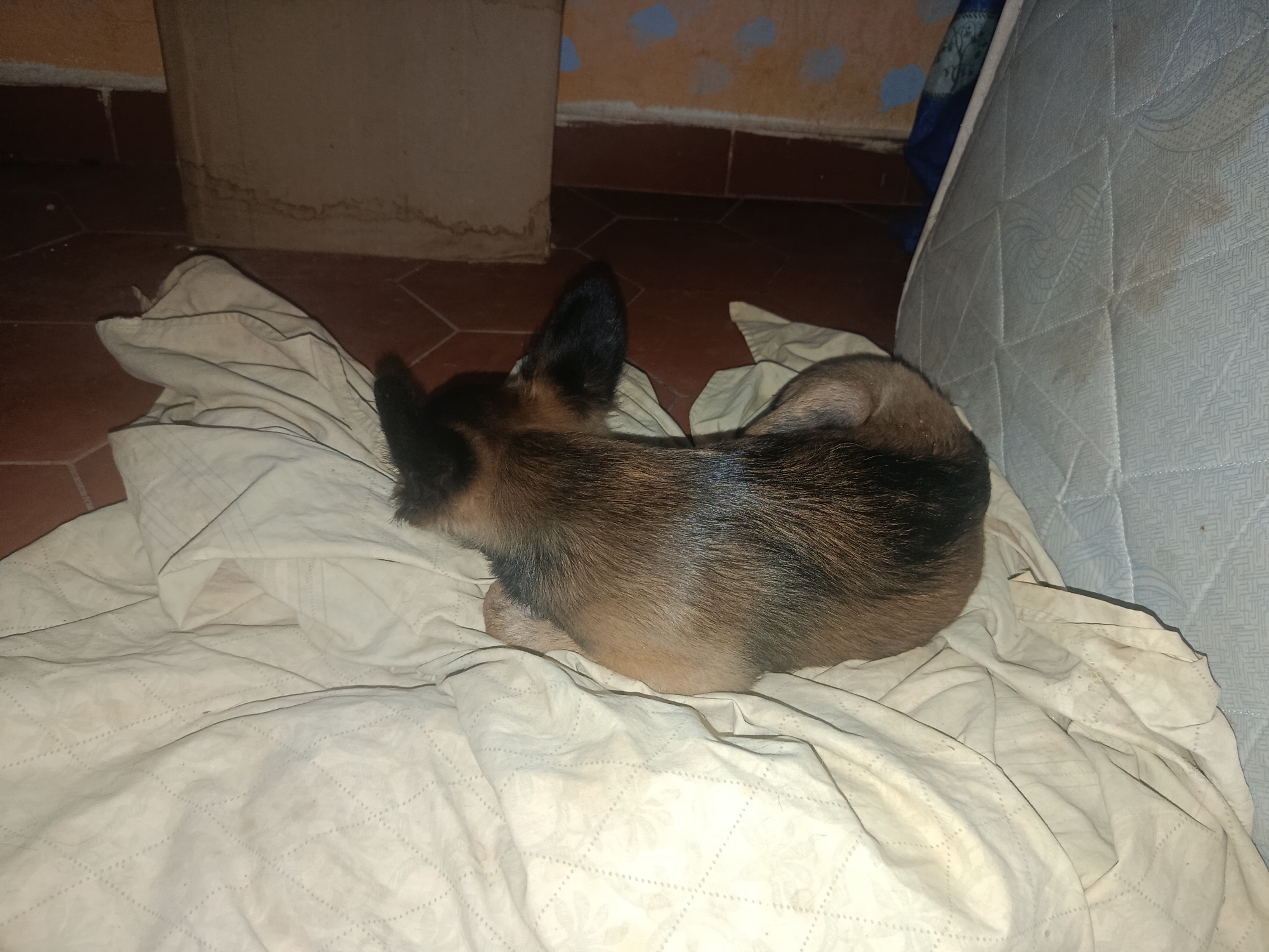 A small, brown and black dog is curled up asleep on a white, patterned blanket. The blanket is on a bed or mattress, part of which is visible in the upper right corner. The dog is positioned on the left side of the frame, with its head facing left and tail curled towards its body on the right. The background includes a section of reddish-brown tile flooring and a cream-colored wall, with some staining or discoloration visible on the wall. The location is Juan Griego, Venezuela.