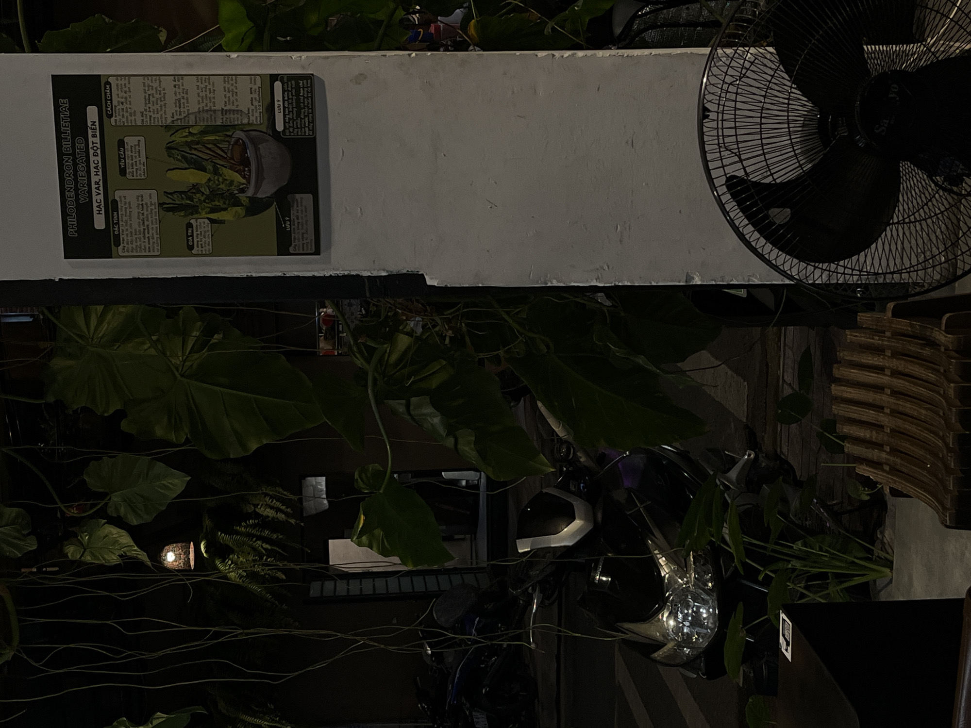 The image depicts a nighttime scene on a street in Nha Trang Ward, Vietnam. A white pillar is prominently featured, displaying a poster with Vietnamese text and images, likely detailing information about a plant. To the left of the pillar, a black motorcycle is parked, its headlight illuminated. Lush green plants, including large leaves and hanging vines, surround the pillar and motorcycle, creating a natural, somewhat overgrown atmosphere. In the foreground, a portion of a wooden chair and a black electric fan are visible. The overall impression is a dimly lit, tropical outdoor setting.