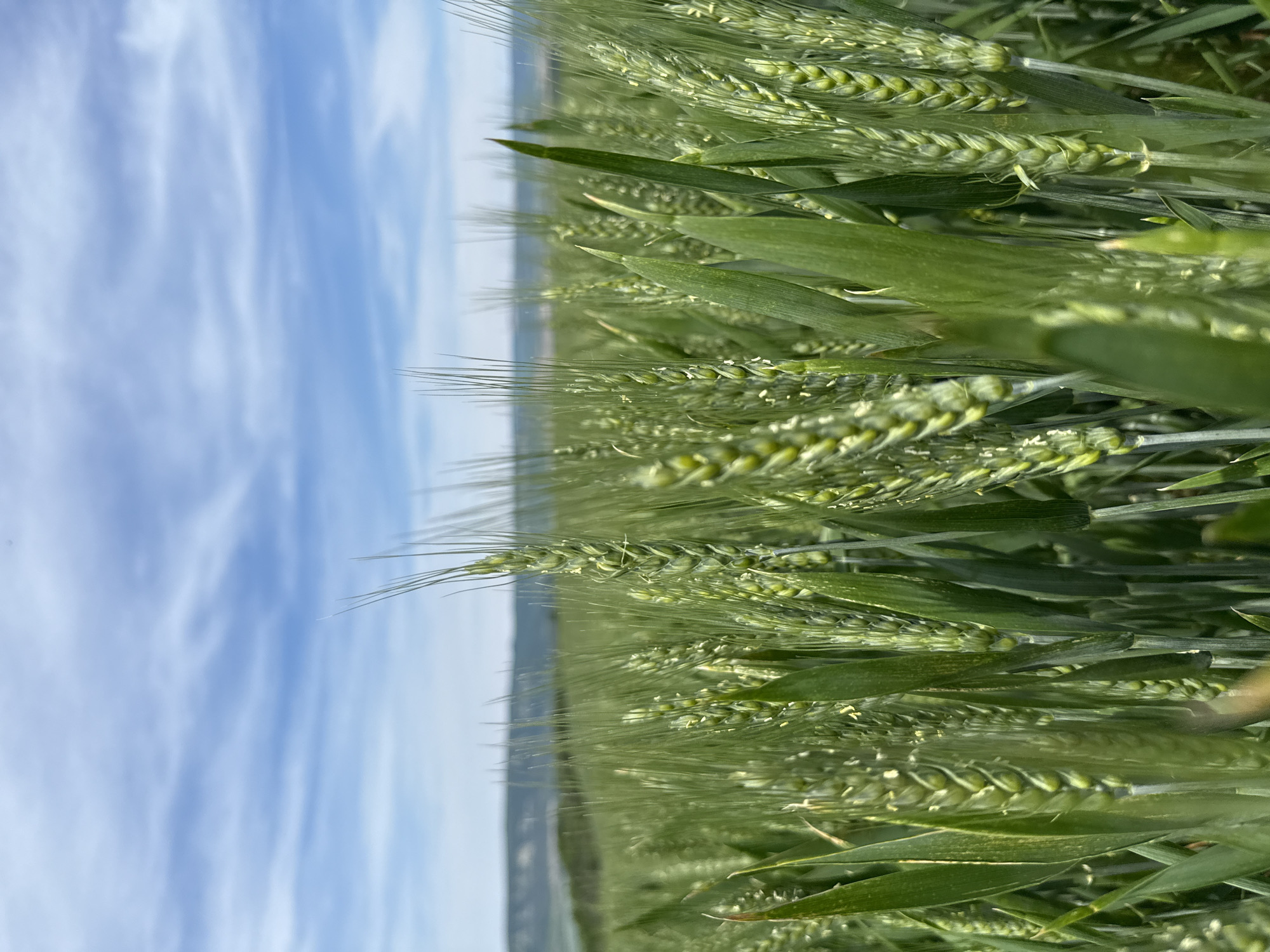 The image shows a close-up view of a field of unripe green wheat stalks against a sky with streaky white clouds. The wheat is the primary subject, filling much of the frame, with some stalks prominently in focus in the foreground. The sky, a mix of blue and white, occupies the left side of the image. The overall impression is of a rural setting. It's not possible to see details related to the location of Strazhitsa, Bulgaria. No people or actions are visible.