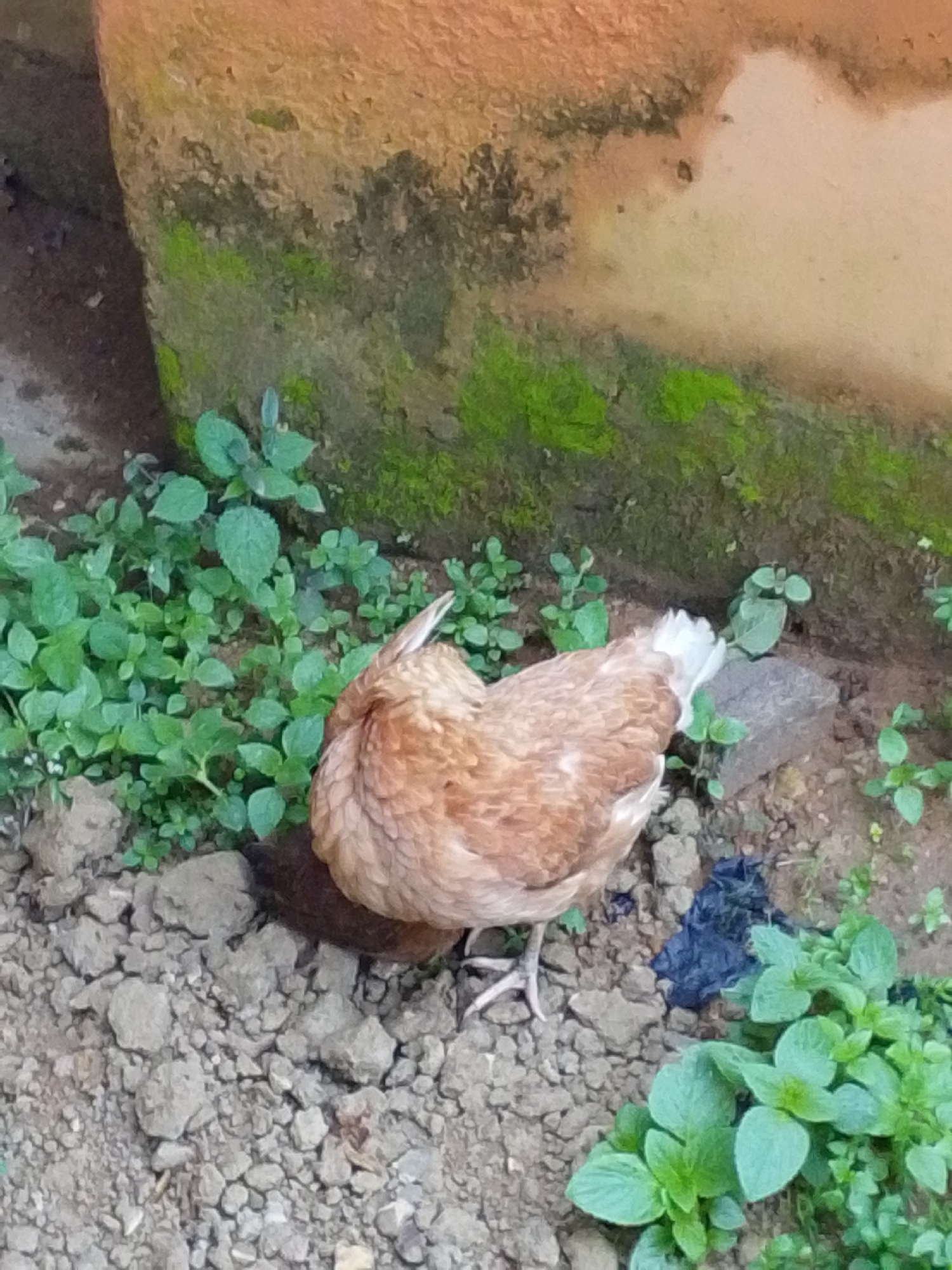 The image shows a brown hen with white tail feathers in a yard in Serti, Nigeria. The hen is preening its feathers and is surrounded by green plants and dirt. A rough, textured wall, possibly a building foundation or boundary, is visible in the background, partially covered in moss. There is also a small pile of dark matter on the ground near the hen. The ground is composed of dirt and small stones.