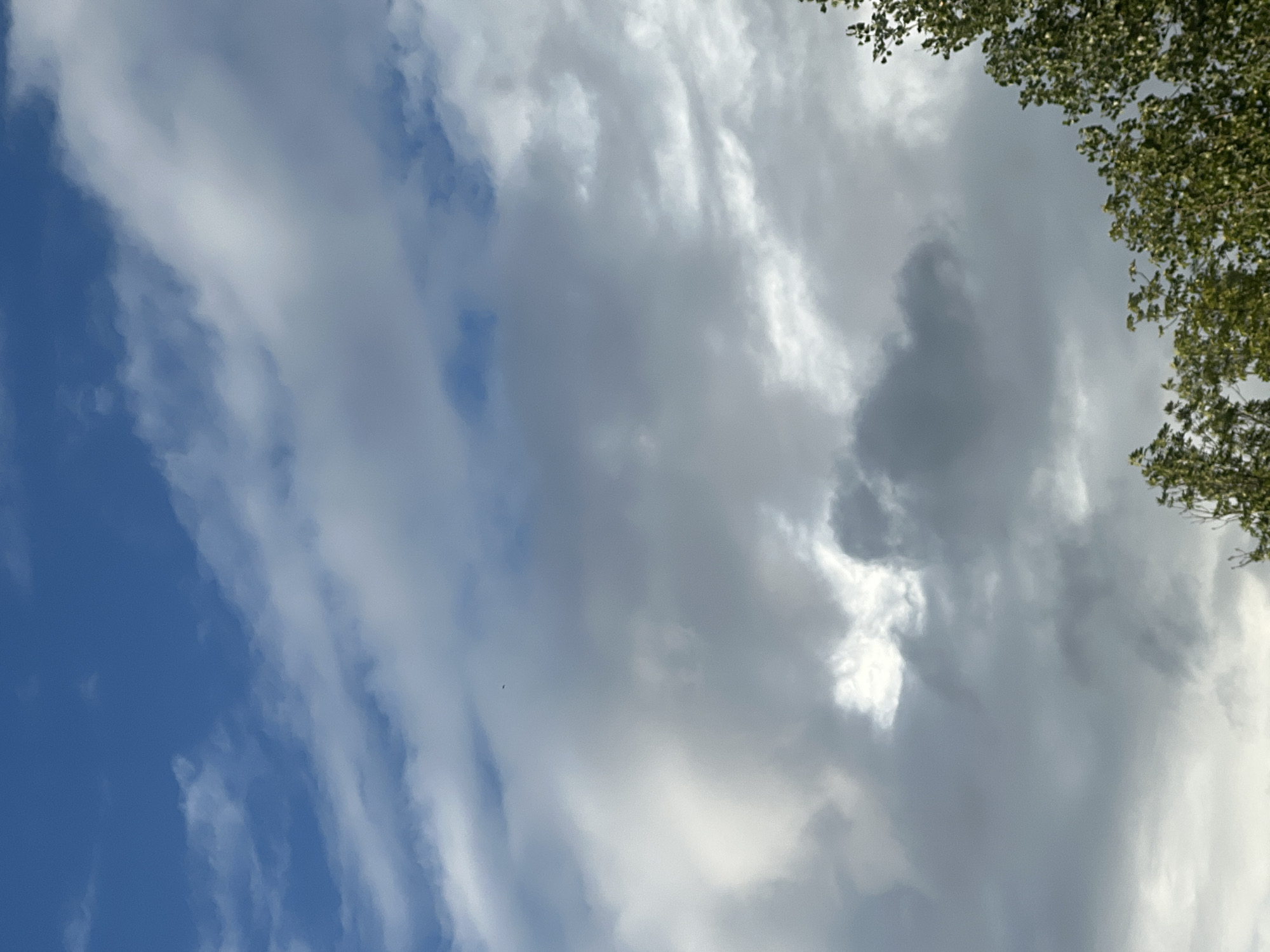 The image is a low-angle shot of a cloudy sky with some treetops visible at the bottom right. The sky is a mix of deep blue and various shades of gray and white clouds. Some clouds are thin and wispy, while others are thick and dense, obscuring parts of the blue sky. There is a small dark object in the sky, possibly a bird or an insect, visible in the upper center of the image. The treetops on the right are lush and green, suggesting a natural setting. The overall impression is of a slightly overcast day. The location of Warsaw, Poland is not depicted in the image.