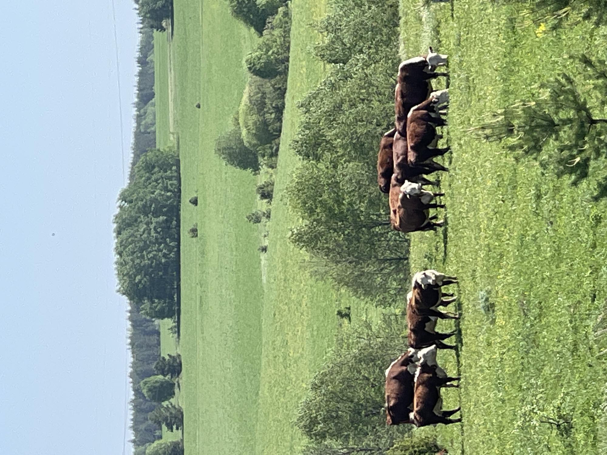 The image depicts a grassy field in Перевозное, Russia, where a herd of approximately ten brown and white cows graze. The field is bordered by trees and a distant treeline under a clear, blue sky.