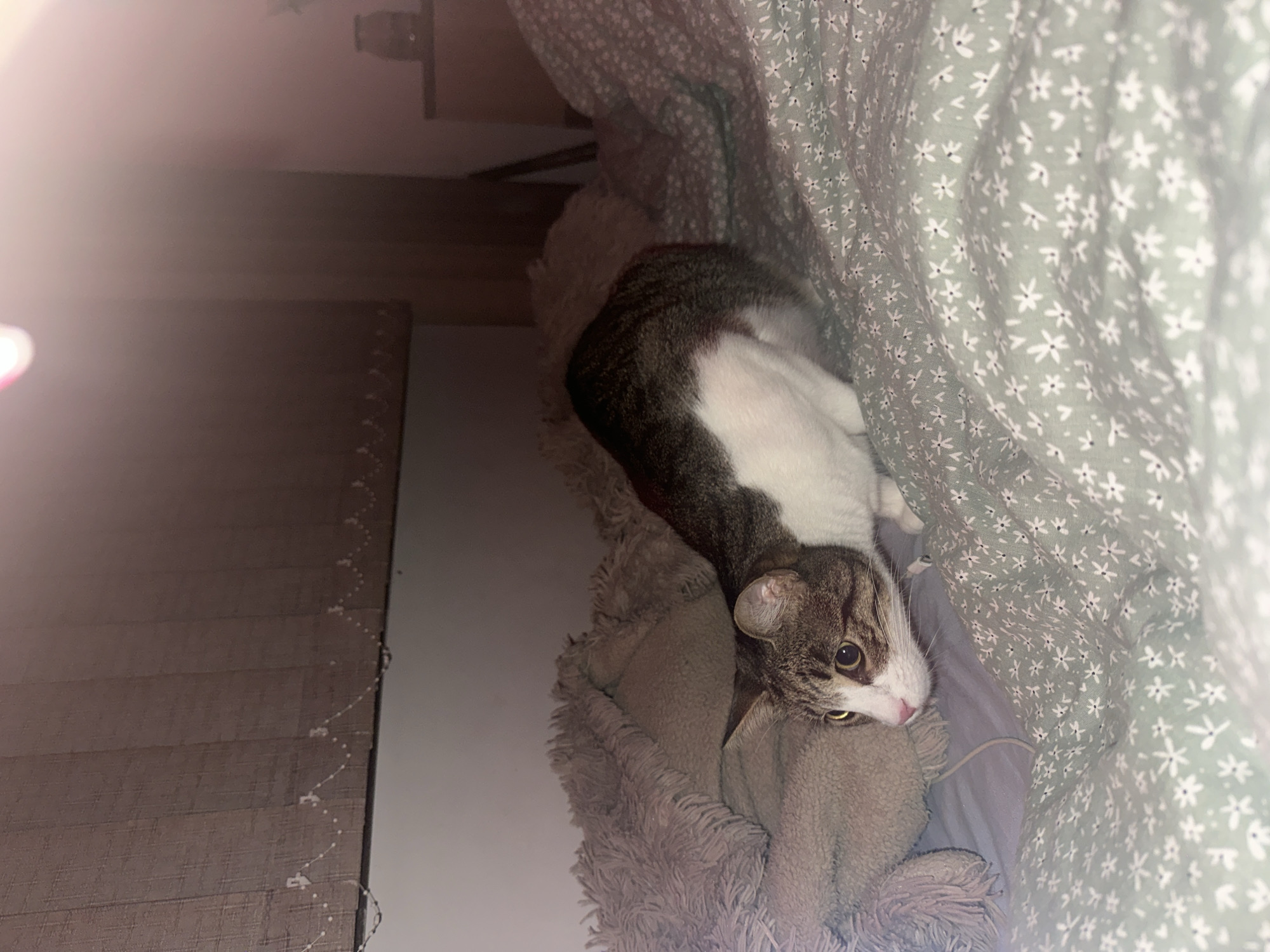 A tabby and white cat is in a crouching position on a bed with floral patterned sheets. The cat is looking to its left with wide eyes. To the cat's left is a fluffy grey blanket. The background is a wall with blinds. The lighting suggests it is nighttime. The location of this scene is unknown.