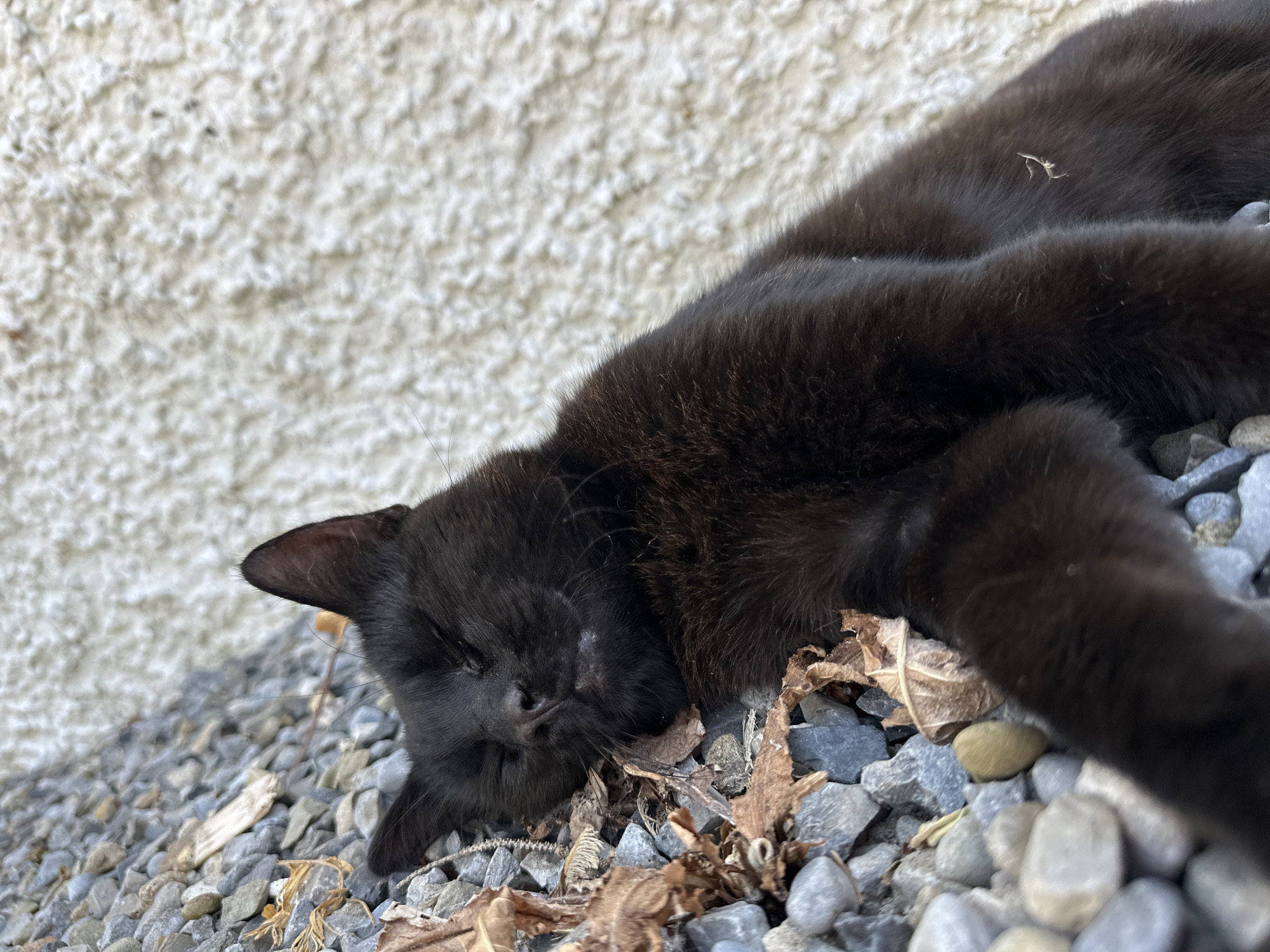 A black cat is sleeping on a bed of grey and white pebbles, with a textured white wall in the background. The cat is lying on its side, with its head turned towards the viewer and its eyes closed. Its fur is dark and appears to be short. There are a few dry leaves scattered amongst the pebbles. The lighting suggests it is daytime. The location in Moortown, Ireland is not specified in the image.