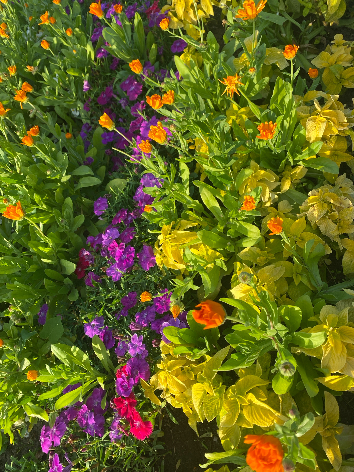 The image depicts a close-up, high-angle view of a flowerbed filled with a variety of colorful flowers and green foliage. Prominently featured are bright orange calendula flowers, interspersed with clusters of purple and pink dianthus flowers. The foliage is lush and green, with some plants displaying yellow-tinged leaves, suggesting a sunny environment. The flowers are varied in their stages of bloom, with some fully open and others in bud. The lighting suggests it is daytime, with sunlight casting shadows and highlighting the textures of the petals and leaves. The scene is static, focusing solely on the floral arrangement without any indication of human presence or activity. The environment appears to be an outdoor garden or park setting. This scene is not specific to Ivanteyevka, Russia, as there are no identifying landmarks or context to link it to that location.