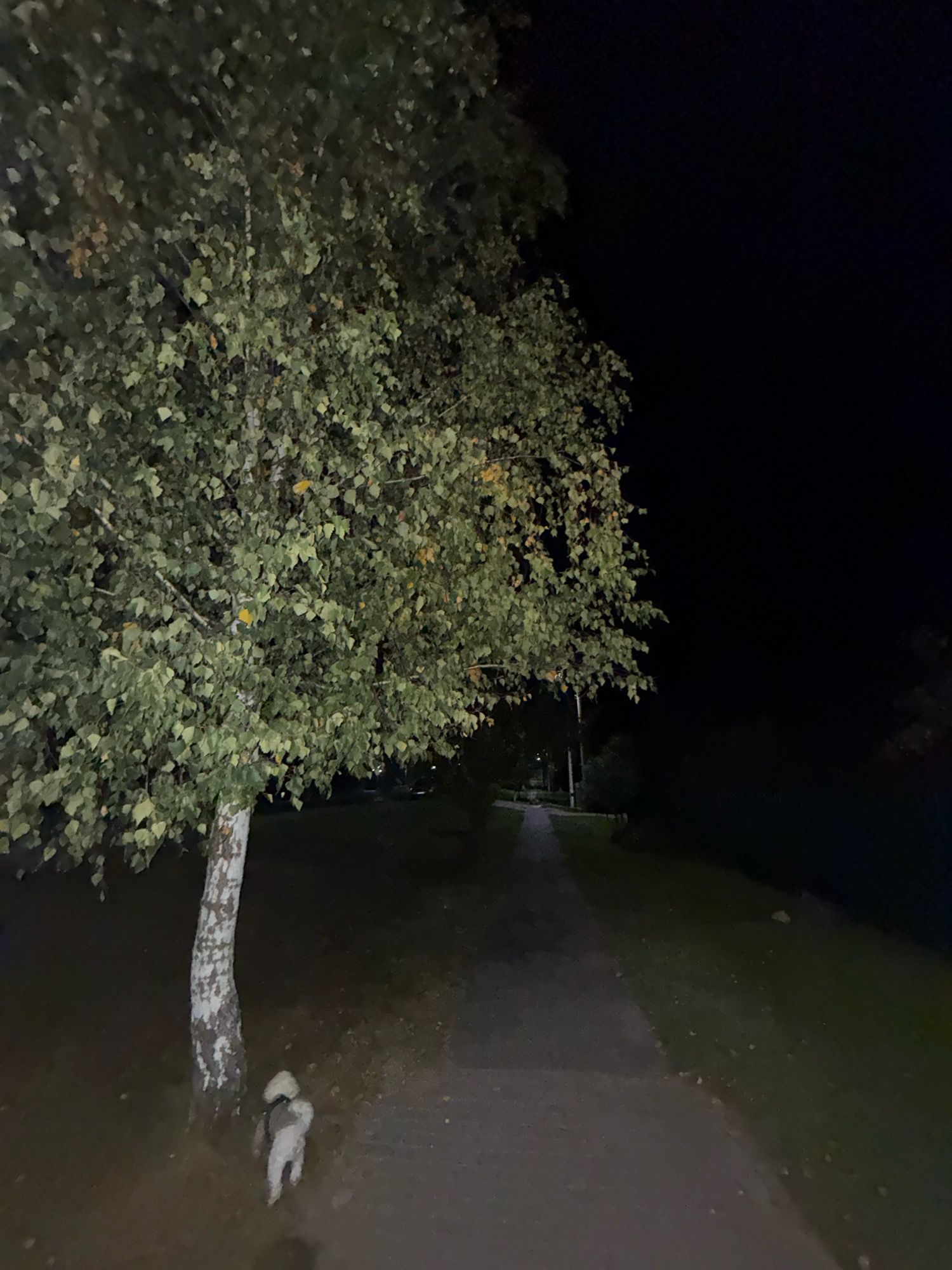 A dog with light-colored fur, possibly a bichon frise, stands near the base of a birch tree at night. The tree has a distinctive white and black mottled bark and is covered in green leaves with some yellowing foliage. A paved pathway is visible to the right of the tree, receding into the darkness. Beyond the pathway, a grassy area can be seen, and further in the distance, faint lights suggest a town or residential area. The sky is dark, indicating nighttime. This scene appears to be in Slawharad, Belarus, possibly a park or a residential street with natural elements.
