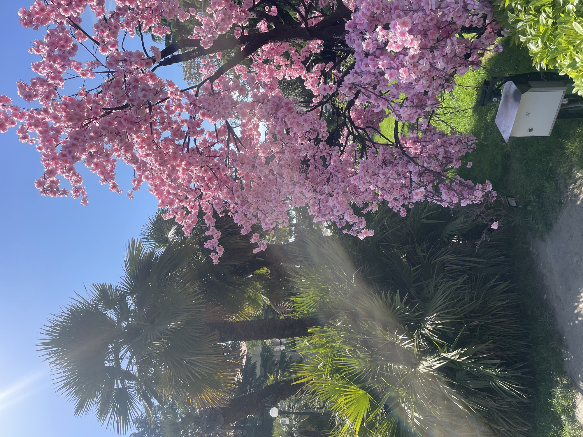 The image shows a scene in Sochi, Russia. The foreground features palm trees with vibrant green fronds, bathed in sunlight, suggesting a warm climate. Above, there is a cherry blossom tree with dense pink flowers, indicative of springtime. A pathway is visible on the right side of the frame. The sky is clear and blue. The overall composition captures the lush vegetation and blooming flora typical of a subtropical climate.