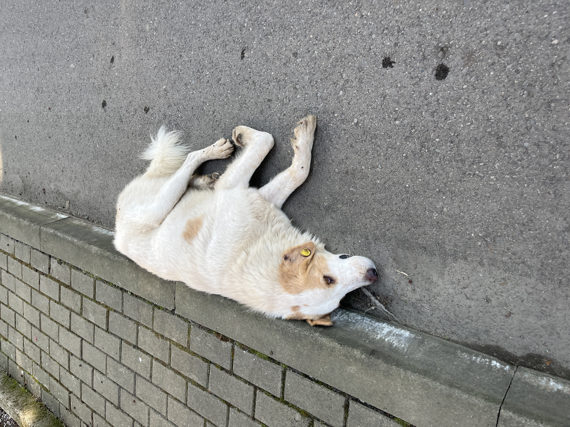 The image shows a medium-sized white and tan dog lying on its side on an asphalt road next to a paved sidewalk. The dog appears to be deceased. The dog has a yellow tag in its left ear. The sidewalk is made of gray rectangular pavers, some of which are cracked. There is a concrete curb separating the sidewalk from the road. The scene is set on a street in Ureki, Georgia.
