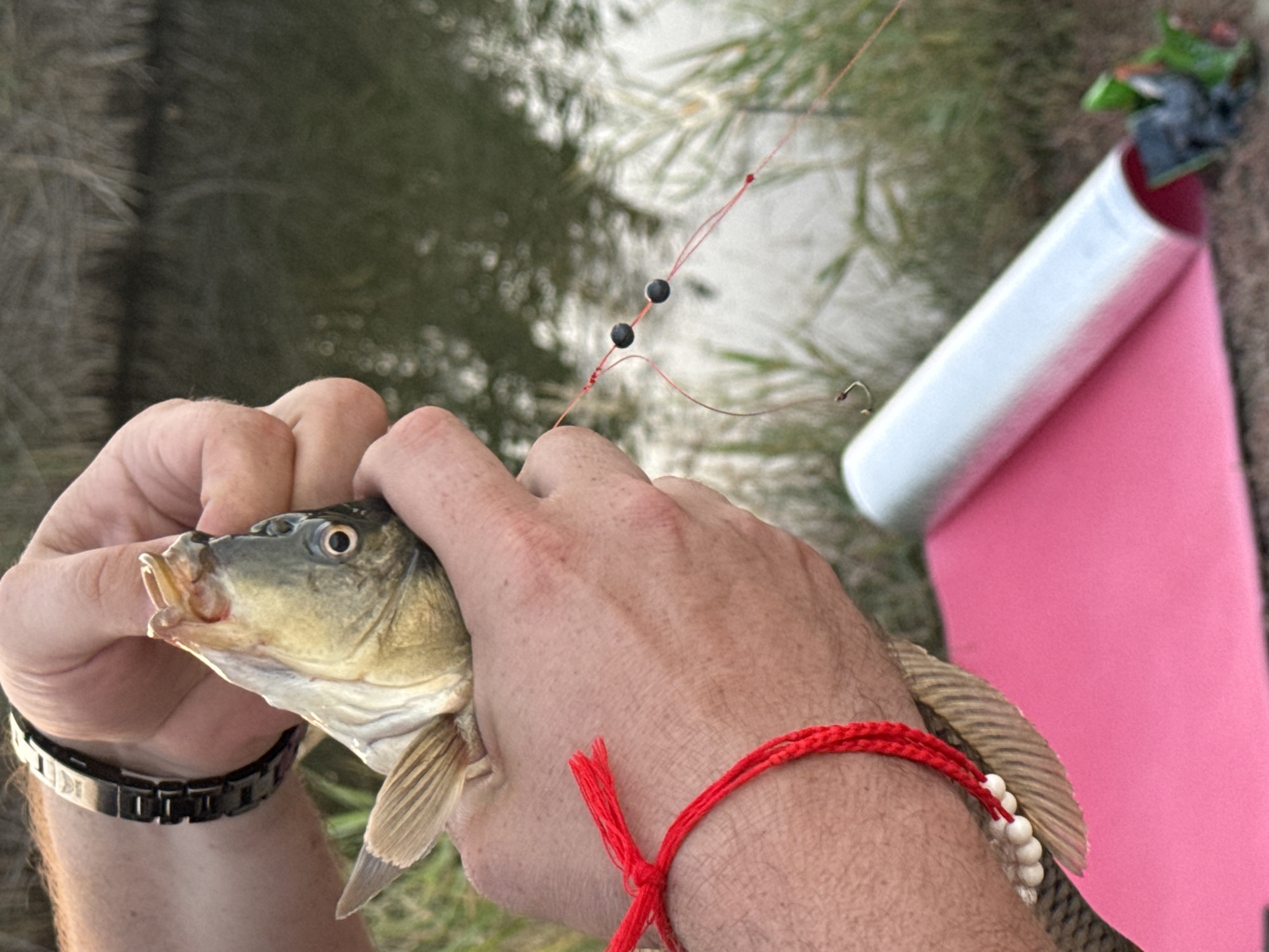 A close-up shot shows a person holding a fish by the head. The fish is small with scales and visible gills. The person's hands are visible, one wearing a black watch and the other adorned with a red string bracelet. The fishing line is visible with black beads and a hook. In the background, there is a body of water and tall grass, suggesting an outdoor natural setting. A rolled-up pink mat and a white cylindrical object are also in the foreground, with some green objects partially visible. The scene appears to be set in the vicinity of Урожайновское сельское поселение, Ukraine.