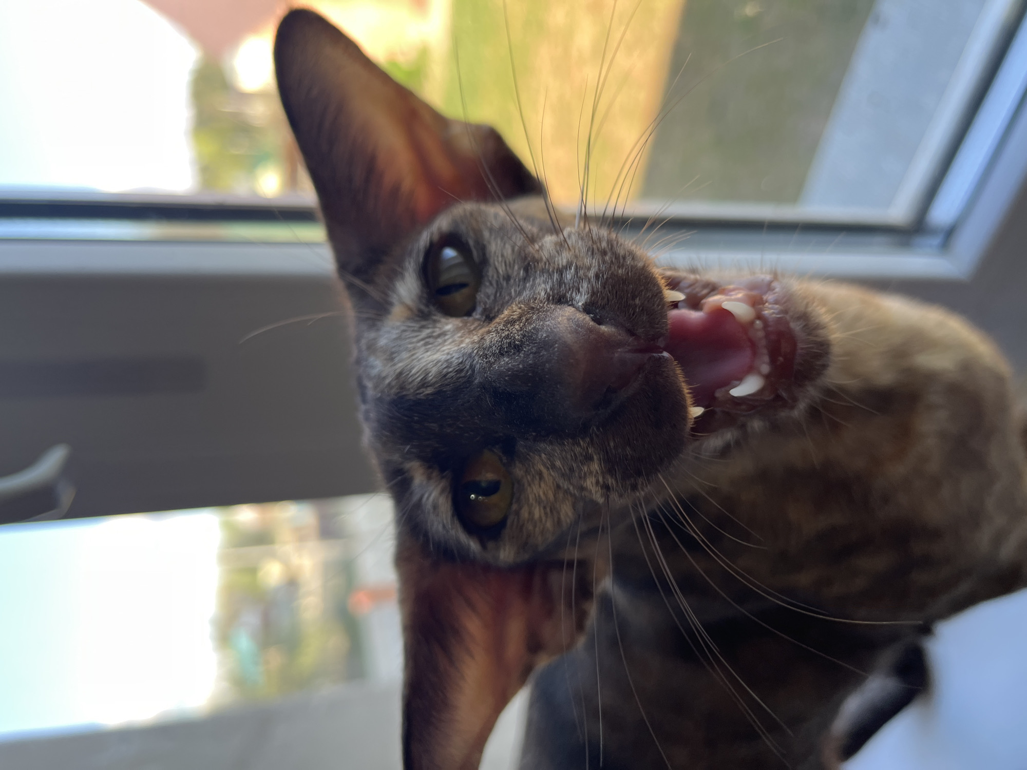 A close-up, low-angle shot depicts a brown-furred cat with large, pointed ears, its mouth open, revealing its teeth and tongue. The cat's eyes are greenish-yellow. The background shows a blurred view through a window, suggesting an indoor setting. The location is Chaikovsky, Russia. The cat appears to be yawning or possibly hissing.