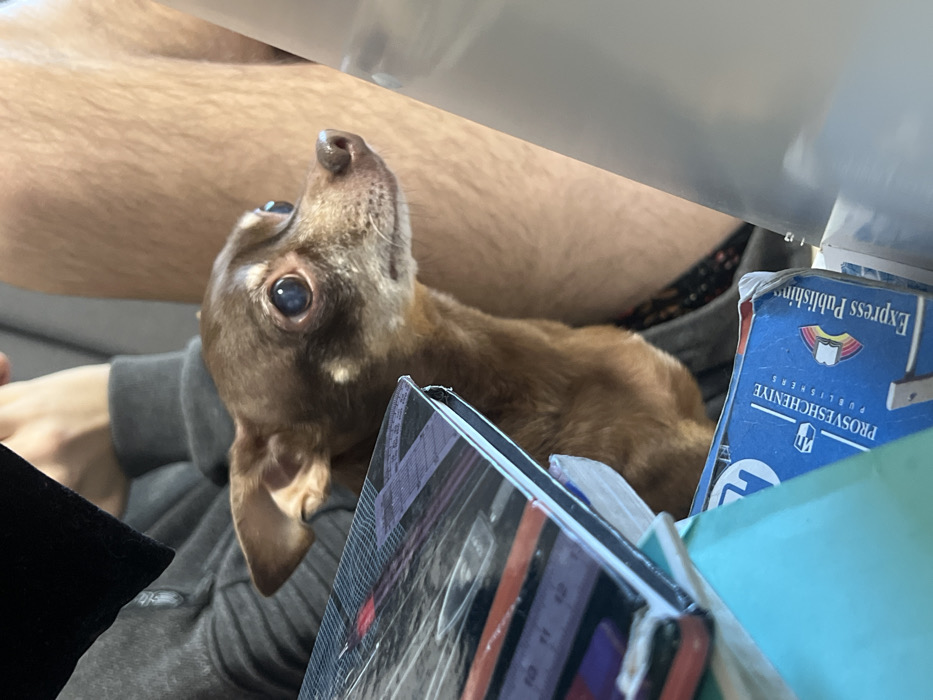 A brown dachshund looks upward with large, curious eyes. The dog is partially obscured by a stack of books, one of which has "Express Publishing" printed on its blue cover. The dog is resting on a person's lap, clad in a gray hoodie, with exposed leg hair visible. The overall scene is cluttered.