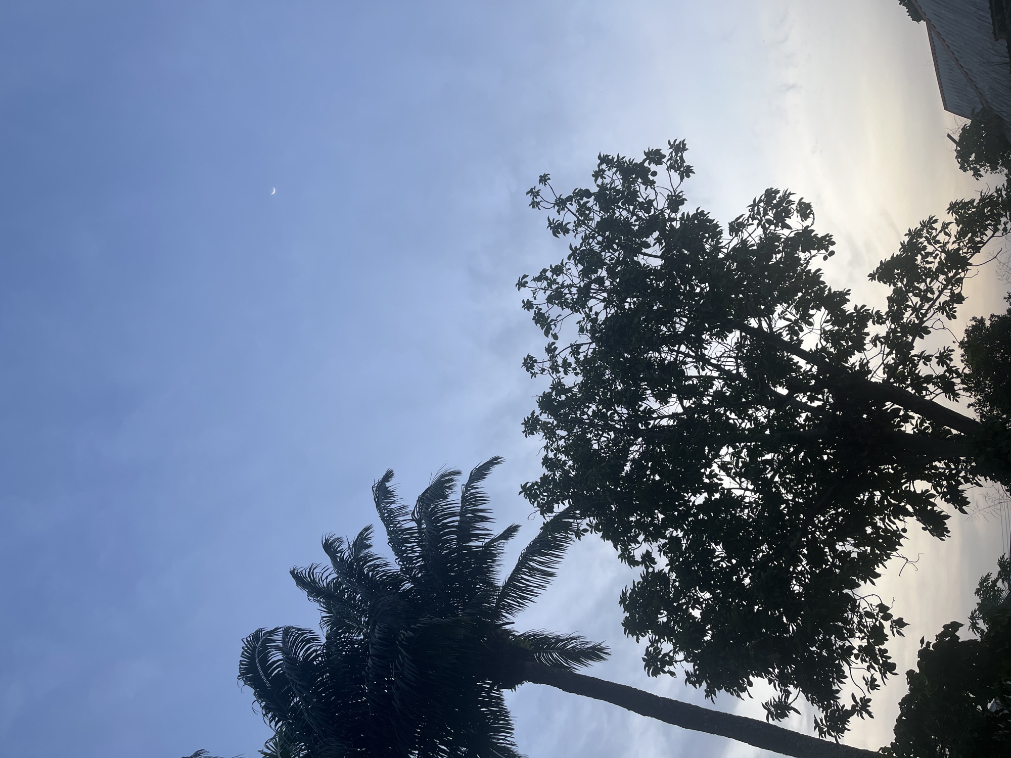 The image shows a low-angle view of the sky, featuring a crescent moon and two trees in silhouette. The sky is mostly blue with some light, diffused clouds. A palm tree is on the left side of the frame, and a broad-leaved tree is on the right. The image was likely taken outdoors, possibly in a residential area in Ikot Ekpene, Nigeria, given the presence of a building roof partially visible in the upper-right corner. No people are visible. The trees are silhouetted against the sky, which indicates the lighting conditions were such that the trees were backlit, likely during dusk or dawn.