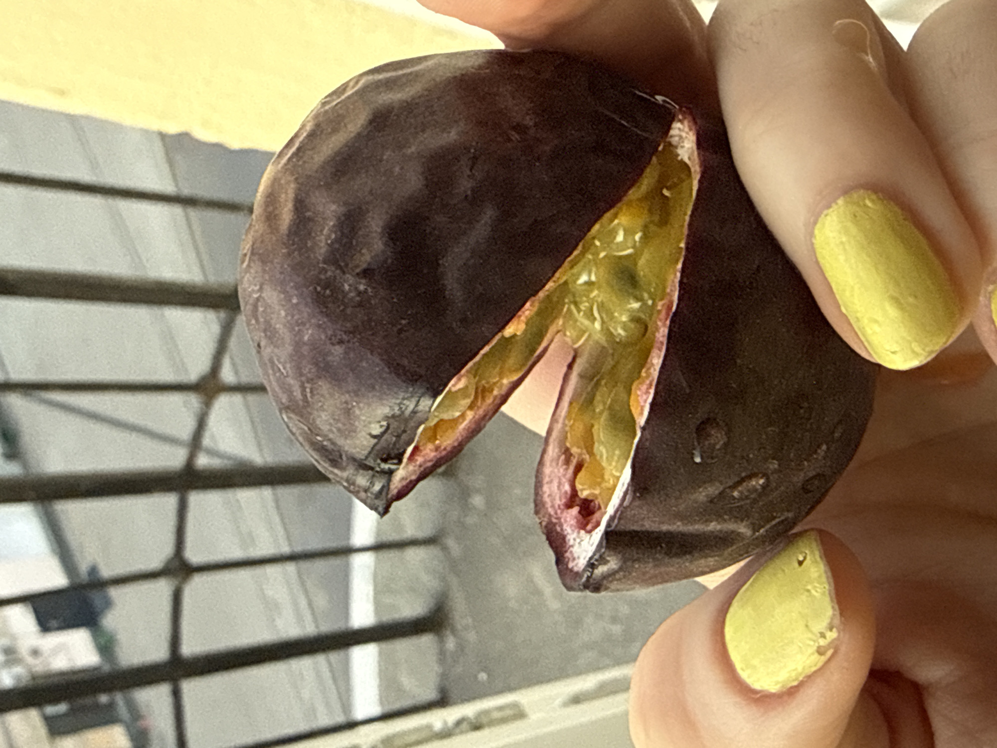 A human hand with yellow nail polish holds a partially opened passion fruit. The fruit has a dark purple exterior and the interior contains yellow pulp and seeds. A window with a grid pattern is visible in the background. The location is not discernible from the image.