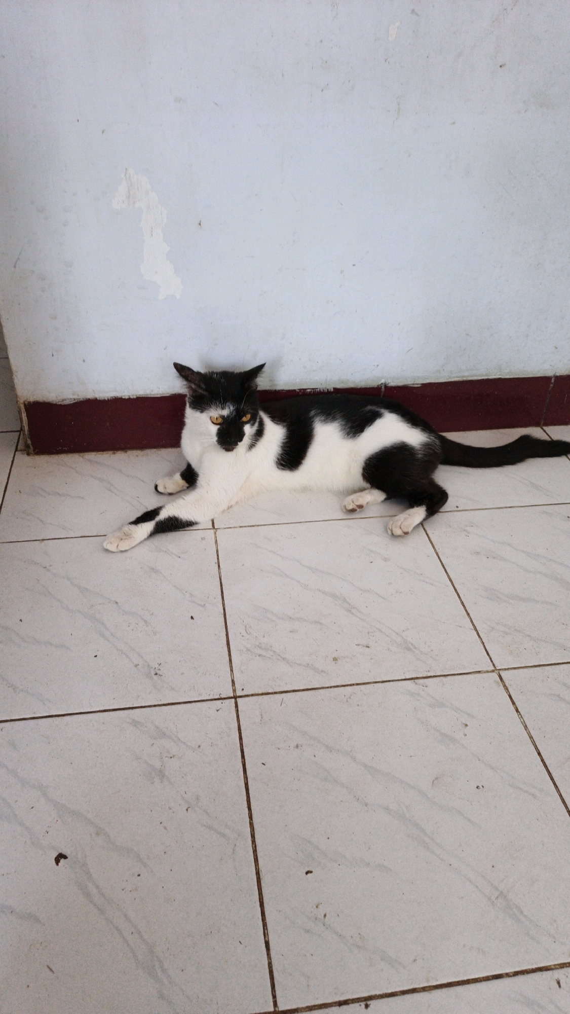 A black and white cat with yellow eyes is lying on a tiled floor in front of a light blue wall with a dark red trim. The cat is facing the camera, with its front paws extended. The floor is made of square white tiles with dark grout lines. The wall appears to be made of concrete and shows some signs of wear and tear, with a patch of peeling paint. The scene is indoors, likely in a residential or commercial setting.