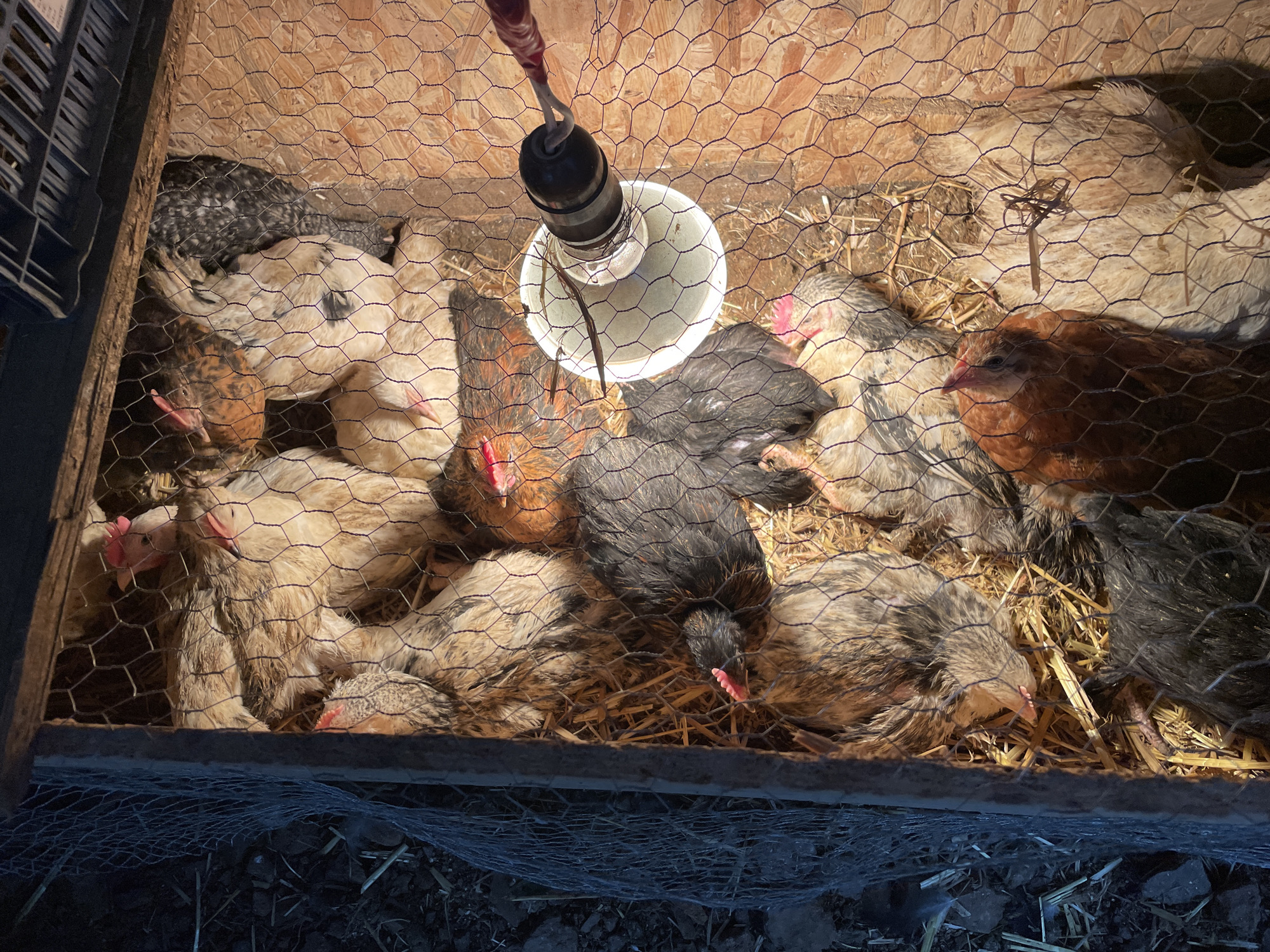 The image depicts a group of chicks under a heat lamp inside a wire-enclosed coop. The chicks vary in color, including white, brown, and black. They are resting on a bed of straw. The heat lamp is positioned above the chicks. The location and city of Zlatograd, Bulgaria, are not discernible from the image.