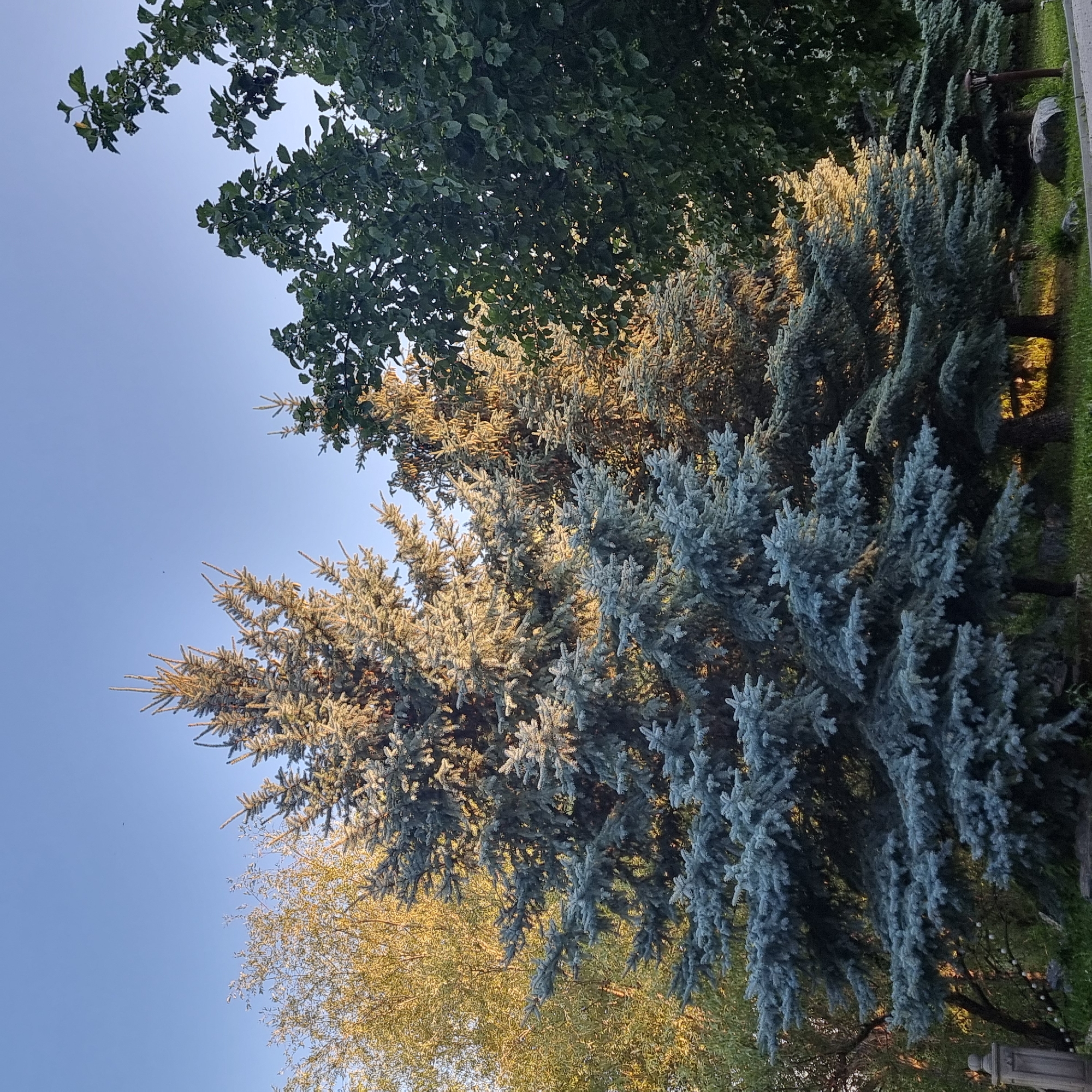 In the city of Aktobe, Kazakhstan, on a clear day with a light blue sky, a cluster of trees stands tall. The focal point is a large, blue spruce tree with distinctive silver-blue needles, its branches densely packed and fanning out. Behind it, to the left, is a deciduous tree with yellow-green foliage, illuminated by warm sunlight. To the right, a large, mature tree with dark green leaves forms a dense canopy. The ground beneath the trees is covered in green grass, with some rocks and a small lamppost visible in the foreground. The scene depicts a serene outdoor environment, likely a park or garden.