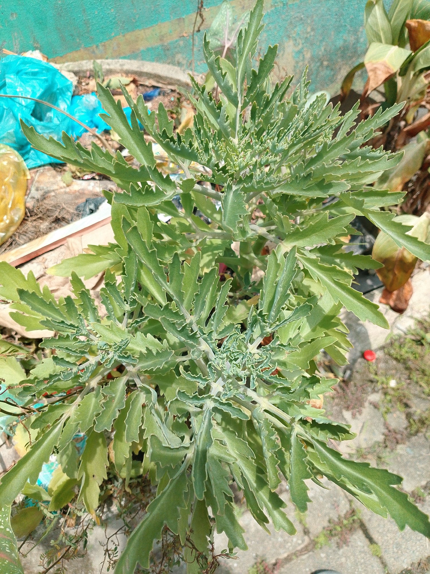 In Bakaran Batu, Indonesia, a close-up, high-angle shot captures a leafy green succulent plant with serrated edges in the foreground. The plant's textured leaves are arranged in a spiral pattern, with newer growth at the top appearing more tightly curled. Behind the plant, a turquoise-colored wall is visible, partially obscured by a pile of debris that includes blue plastic bags, dry leaves, and other unidentifiable refuse. The ground is paved with concrete or stone tiles, and some dry vegetation and a small red object, possibly a bottle cap, are scattered around. The lighting suggests a sunny outdoor environment.