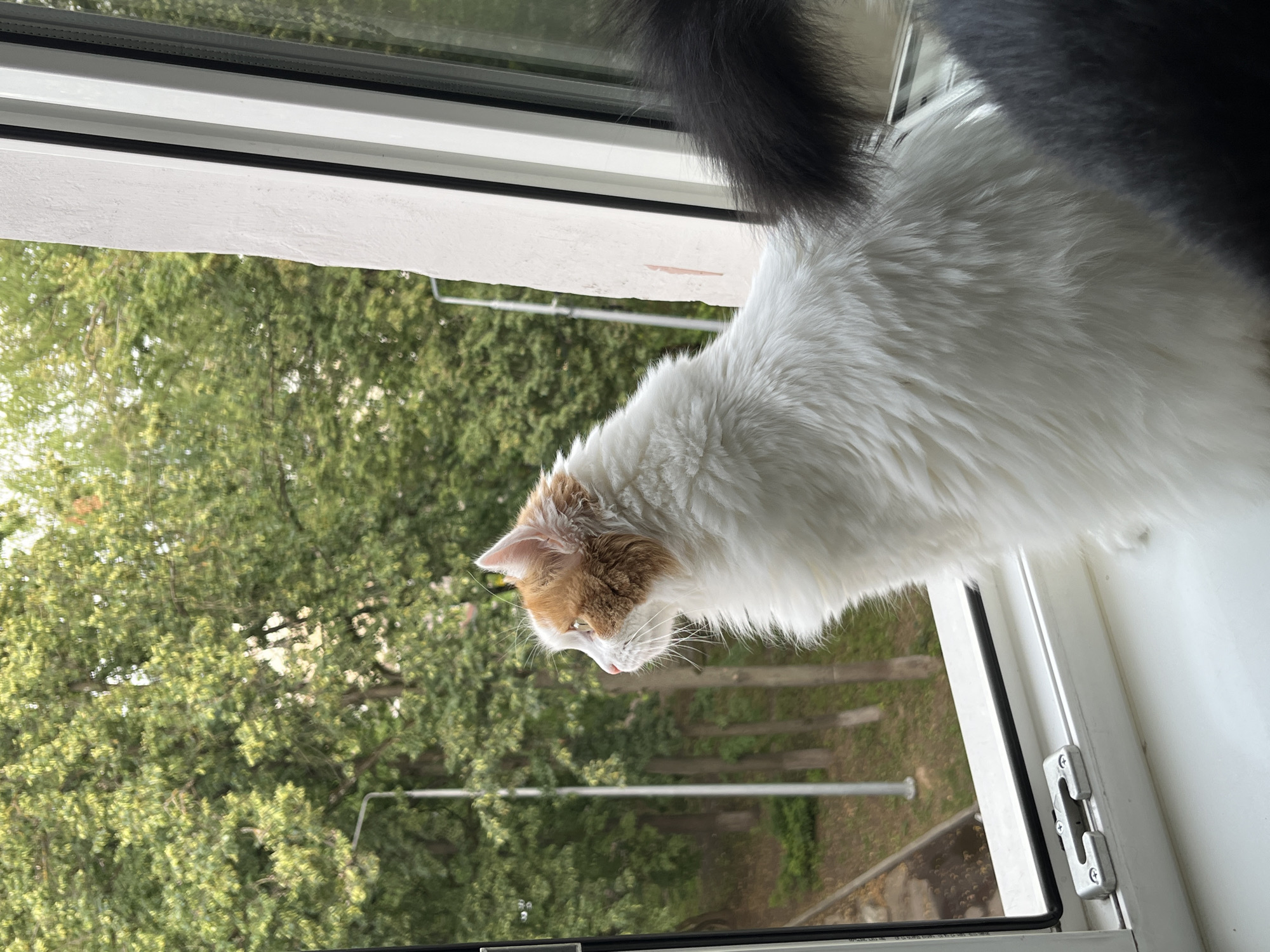 A fluffy, white and orange cat is perched on a windowsill, looking out at a lush, green outdoor scene with trees and a pathway. The cat is in profile, with its head turned to the left, its gaze fixed on something outside. Its white fur is long and soft, with patches of orange on its head and ears. Behind the white and orange cat, another cat's dark, fluffy tail is visible on the right side of the frame. The windowsill is white, and a metal latch is visible on the left side. The background consists of dense green foliage and the trunks of trees, suggesting a natural or park-like setting within a city. The lighting indicates it is daytime, likely overcast or in the shade, as the light is soft and diffused.