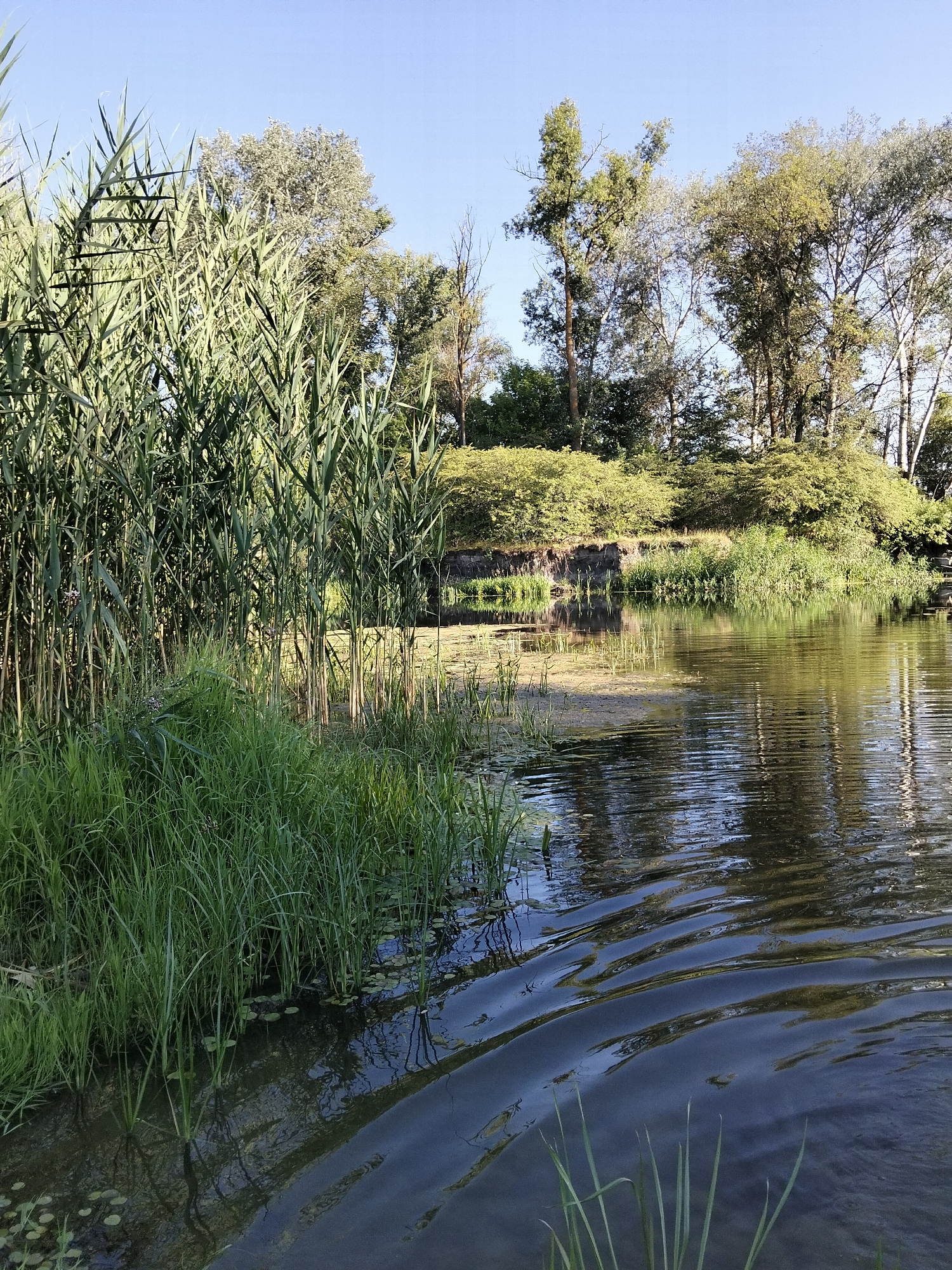 The image shows a natural scene of a riverbank in Ustyvytsia, Ukraine. In the foreground, dense green reeds and grasses line the water's edge, with some of the vegetation extending into the shallow water. The river itself is calm, with visible ripples on its surface, reflecting the surrounding trees and clear blue sky. The far bank is covered with lush green foliage and trees, forming a natural barrier. The overall environment suggests a peaceful, unpopulated outdoor location, likely during daylight hours given the bright lighting and clear sky.