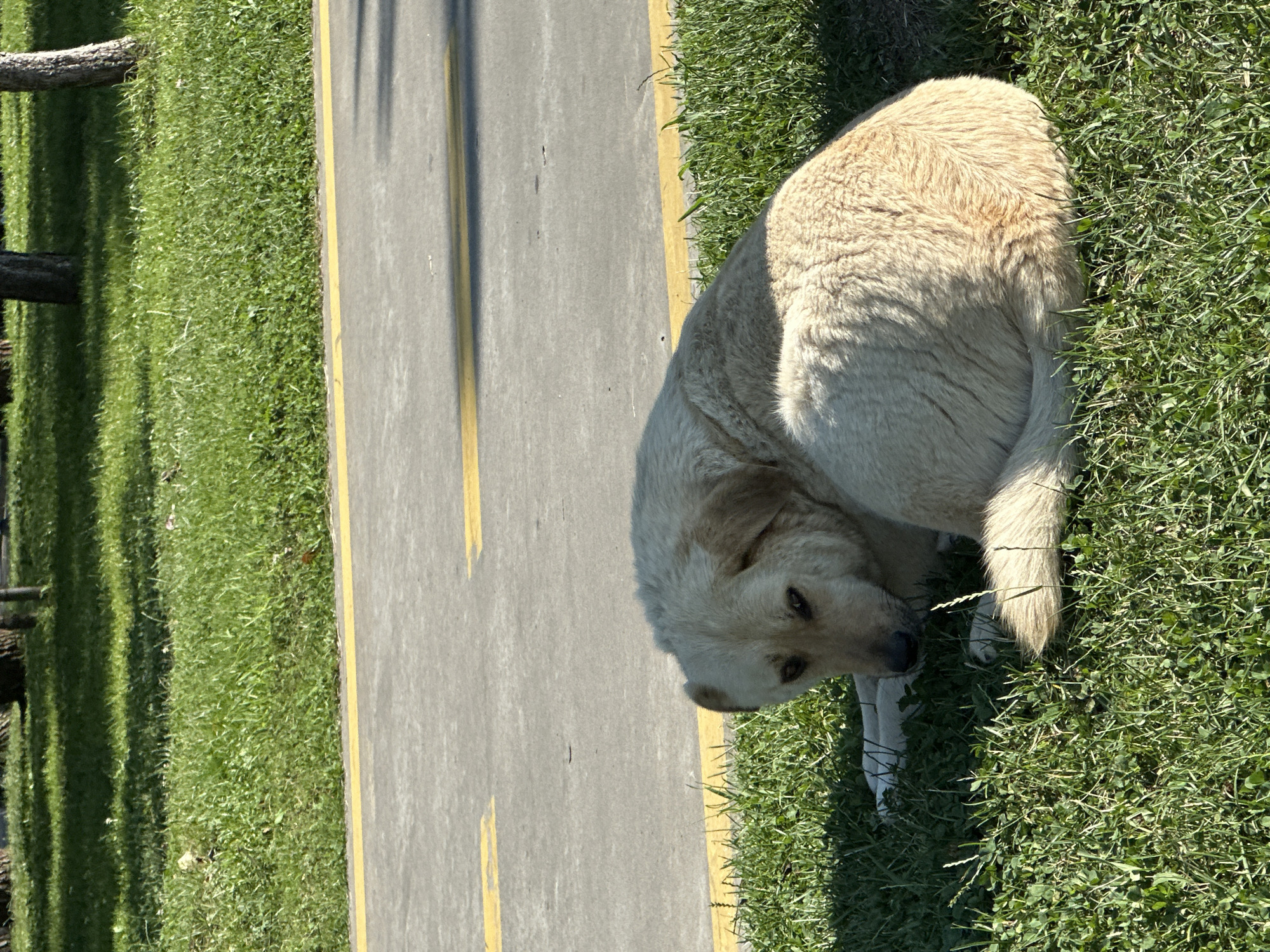 A light-colored dog is lying curled on a patch of grass in Batumi, Georgia. The dog is facing the viewer, with its head turned slightly to the side. It has dark eyes and floppy ears. The grass is green and well-maintained, and there is a paved path with yellow markings in the background. The path appears to be a walkway or bike path, likely in a park or public area. Trees are visible in the far background, casting dappled shadows on the grass. The overall lighting suggests it is daytime.