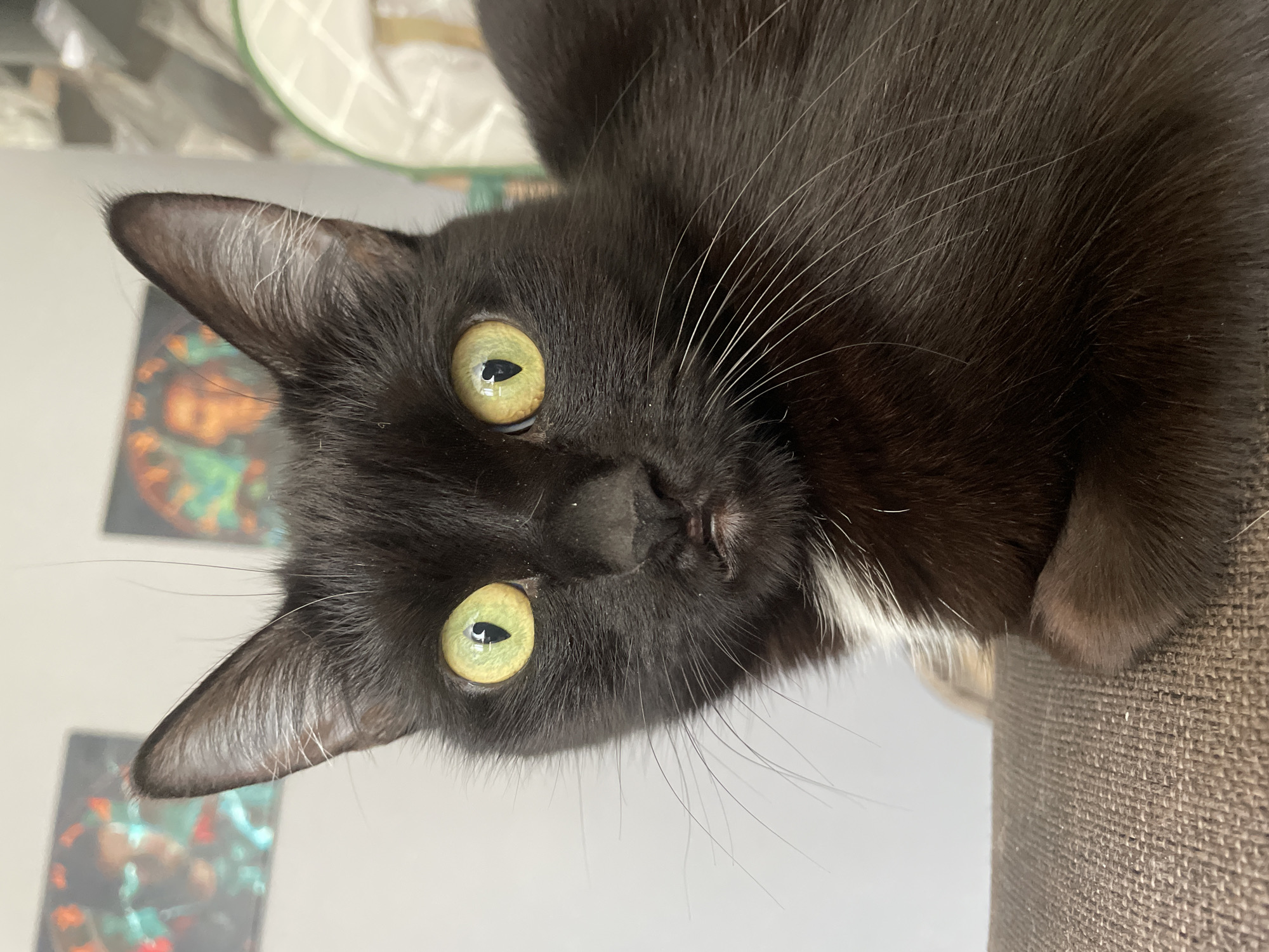 A close-up shot shows a black cat with yellow-green eyes. The cat has a patch of white fur on its chest. The environment is unclear, but a textured brown surface is visible near the cat's paw. The image does not reveal the location in Chaikovsky, Russia, or any further details about the environment or presence of people.