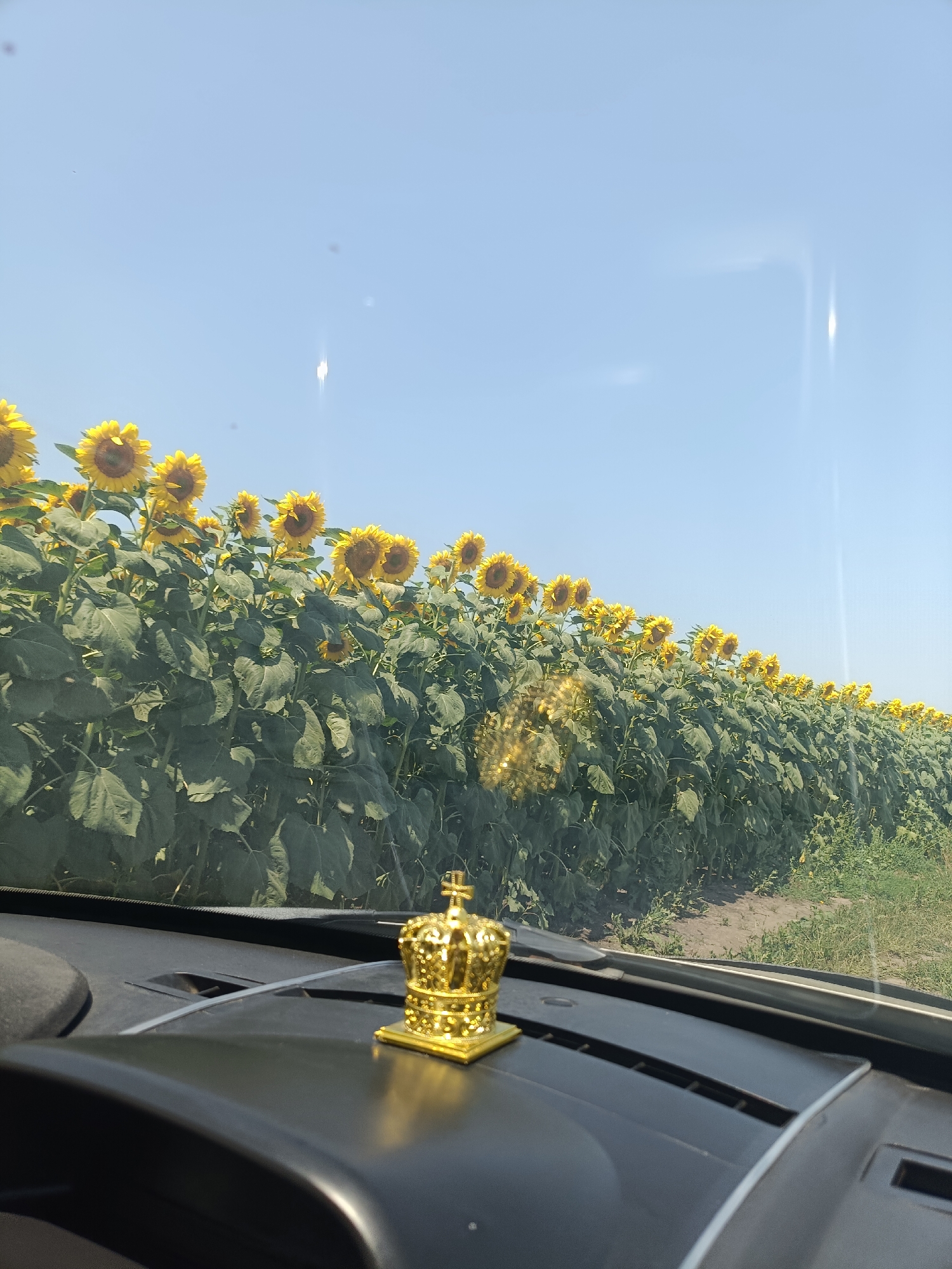 A low-angle, eye-level, medium shot captures a golden crown ornament positioned on the dashboard of a vehicle. The ornament is centrally located and in focus, with the dashboard filling the foreground. Behind the dashboard, a vast field of sunflowers stretches across the frame, their yellow petals and green leaves creating a vibrant contrast against the clear blue sky. The sunflowers are arranged in a neat row, extending towards the horizon. The image appears to have been taken on a sunny day, with a slight glare visible on the windshield. There are no people or animals visible in the image. The setting is a rural landscape, possibly a sunflower field located near Fundurii Vechi, Moldova.