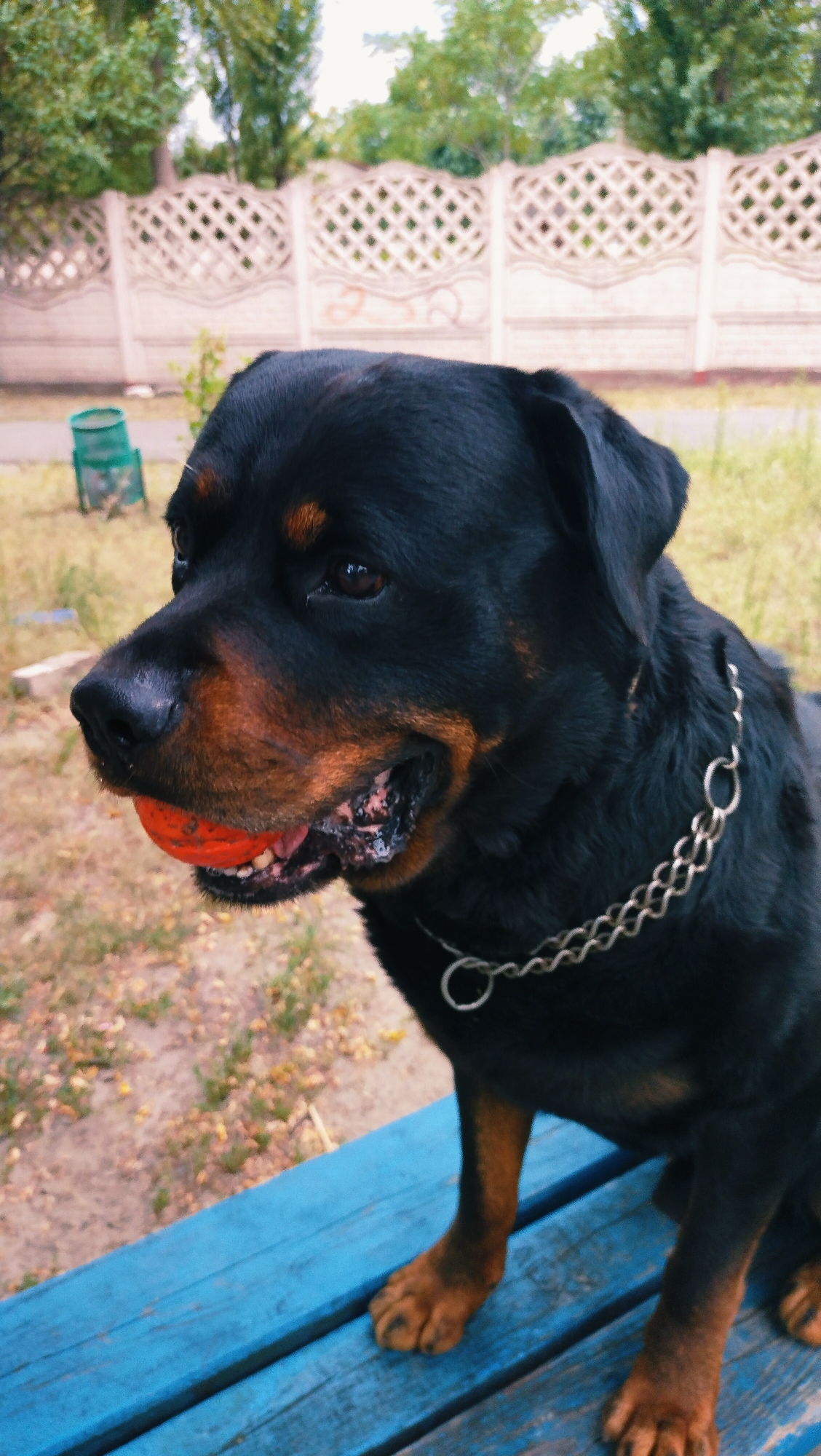 In Horishni Plavni, Ukraine, a Rottweiler dog with tan markings sits on a bright blue wooden bench outdoors. The dog has a metal chain collar and holds a small orange ball in its mouth. The background features a decorative concrete fence, green trash cans, and trees. The ground is covered in dry leaves and sparse vegetation.