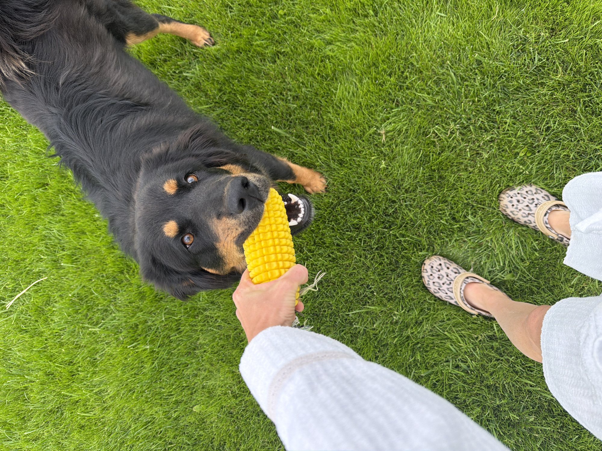 A first-person perspective shot shows a person wearing leopard print clogs and a white bathrobe, playing tug-of-war with a black and brown dog over a yellow corn cob toy on a vibrant green lawn. The dog is actively biting down on the toy, with its mouth open to reveal teeth and tongue, and its head tilted slightly. The lawn appears well-maintained and is the primary background element. The person's left hand, holding the toy, is visible in the foreground.