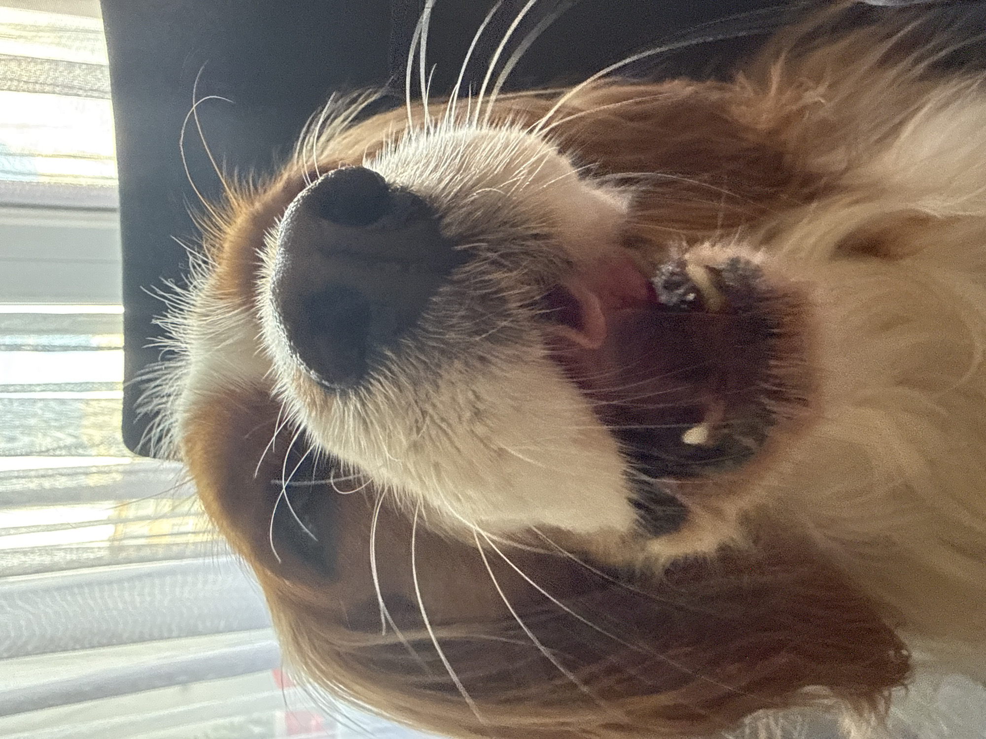 A close-up, eye-level shot features a King Charles Spaniel dog with its mouth open, appearing to be mid-yawn or mid-bark. The dog has reddish-brown and white fur. Its nose is prominent and dark. The background shows sheer white curtains with vertical pleats, and a dark chair. Natural light filters through the curtains, suggesting an indoor setting. The image does not provide any information about the location in Sofia, Bulgaria.