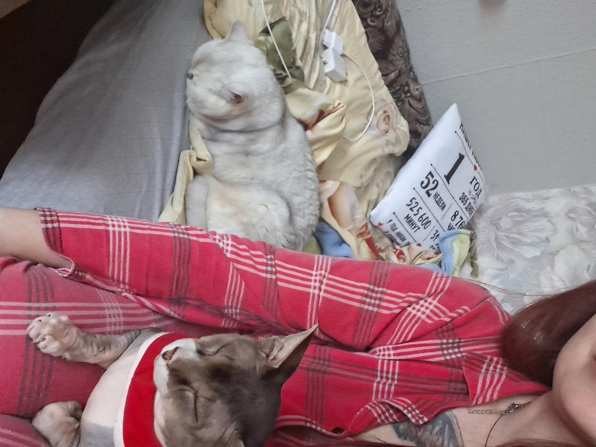The image captures a close-up view of a person wearing a red plaid pajama top, holding a cat with grey and brown markings in their lap. The cat is wearing a red and white collar. Beside the person, a light-colored cat is sleeping on a bed covered with blankets. A white pillow with Russian text is also visible on the bed. The environment suggests a domestic setting, possibly a bedroom. No specific landmarks or city details are identifiable to pinpoint a location within Забалоцкі сельскі Савет, Belarus.