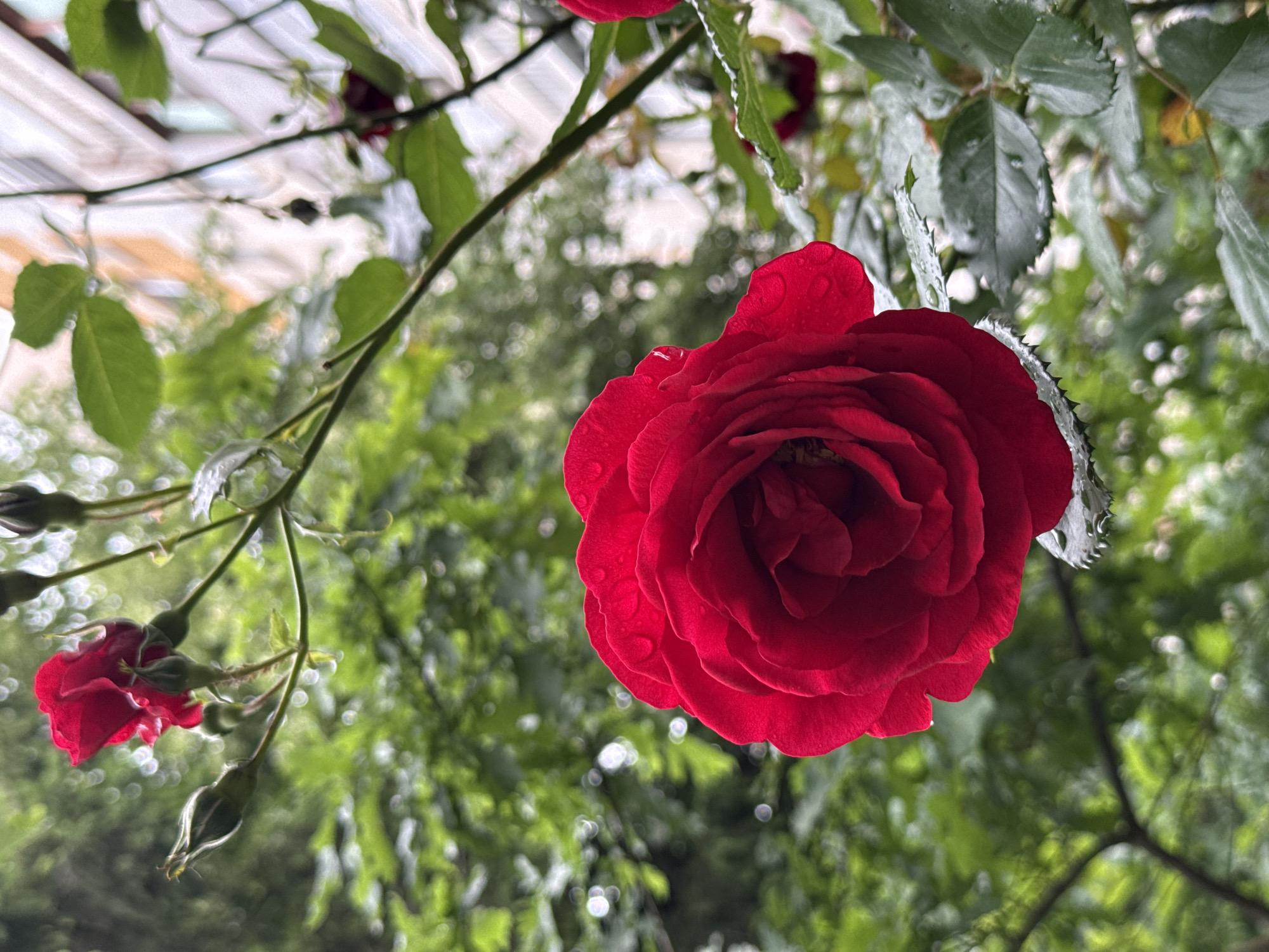 A close-up, upward shot focuses on a vibrant red rose in full bloom, with smaller buds and green foliage surrounding it. Water droplets are visible on the rose petals and leaves. The blurred background consists of more green foliage and glimpses of a white structure, possibly a building or a greenhouse roof. The location is likely Pleven, Bulgaria. No people are present. The primary object is the red rose. The rose is blooming.