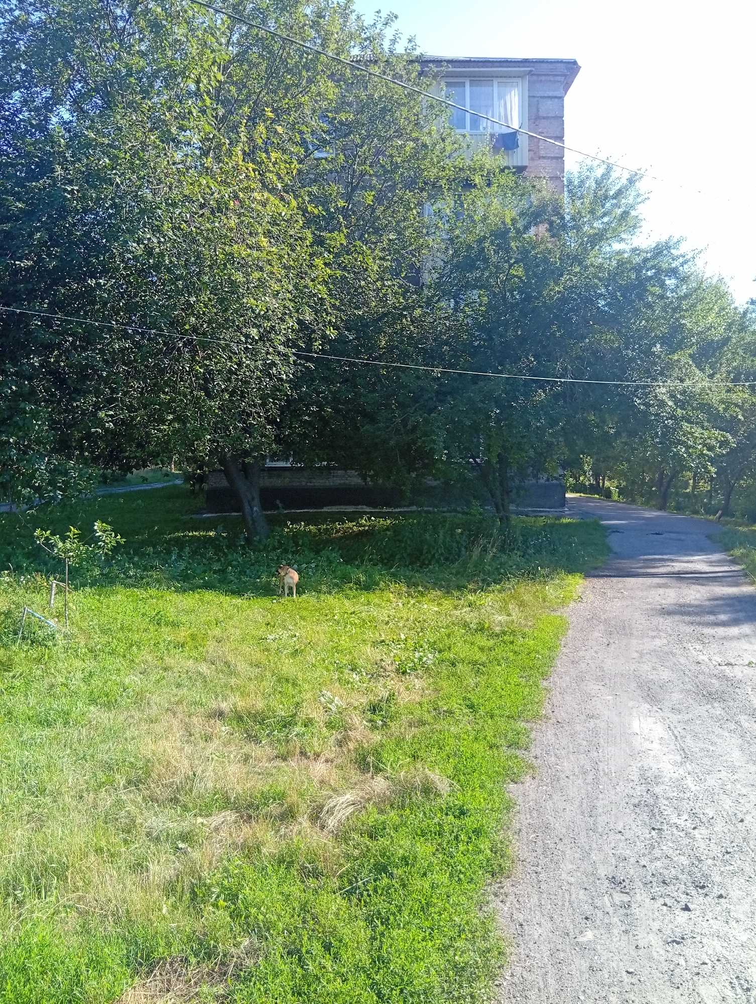 In Zviahel, Ukraine, a sunlit, outdoor scene depicts a dirt road curving to the right. Adjacent to the road, on the left, is a grassy area with scattered patches of dry grass. A small tree with young branches stands in the foreground of the grass. Further back in the grassy area, a light brown dog stands facing left, with its head slightly lowered. Behind the grassy area and the dog, several mature trees with dense green foliage create a shaded canopy. A portion of a brick apartment building with a white-framed window and a balcony is visible above the trees, extending from the upper right portion of the image into the background. Power lines are present across the upper section of the image.