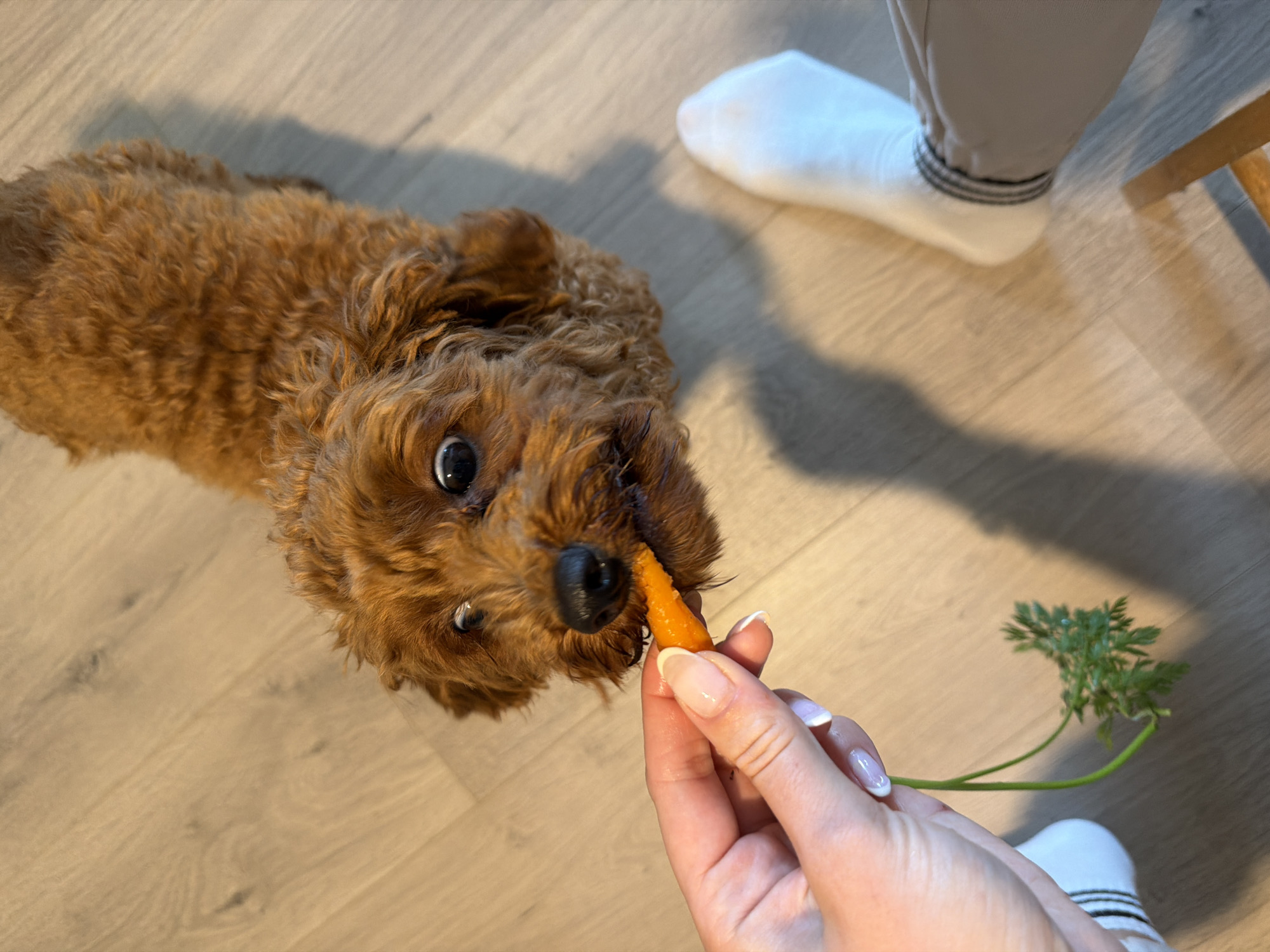 A small, brown, poodle-mix dog is being hand-fed a piece of carrot with its greens attached. The dog is looking directly at the camera with wide, surprised eyes. The scene appears to be indoors, with a light-colored wooden floor visible. A person's hand, with manicured nails, is holding the carrot, and their socked feet are also visible in the lower right corner of the frame. The image does not provide any information about the location in the city of Noevtsi, Bulgaria.