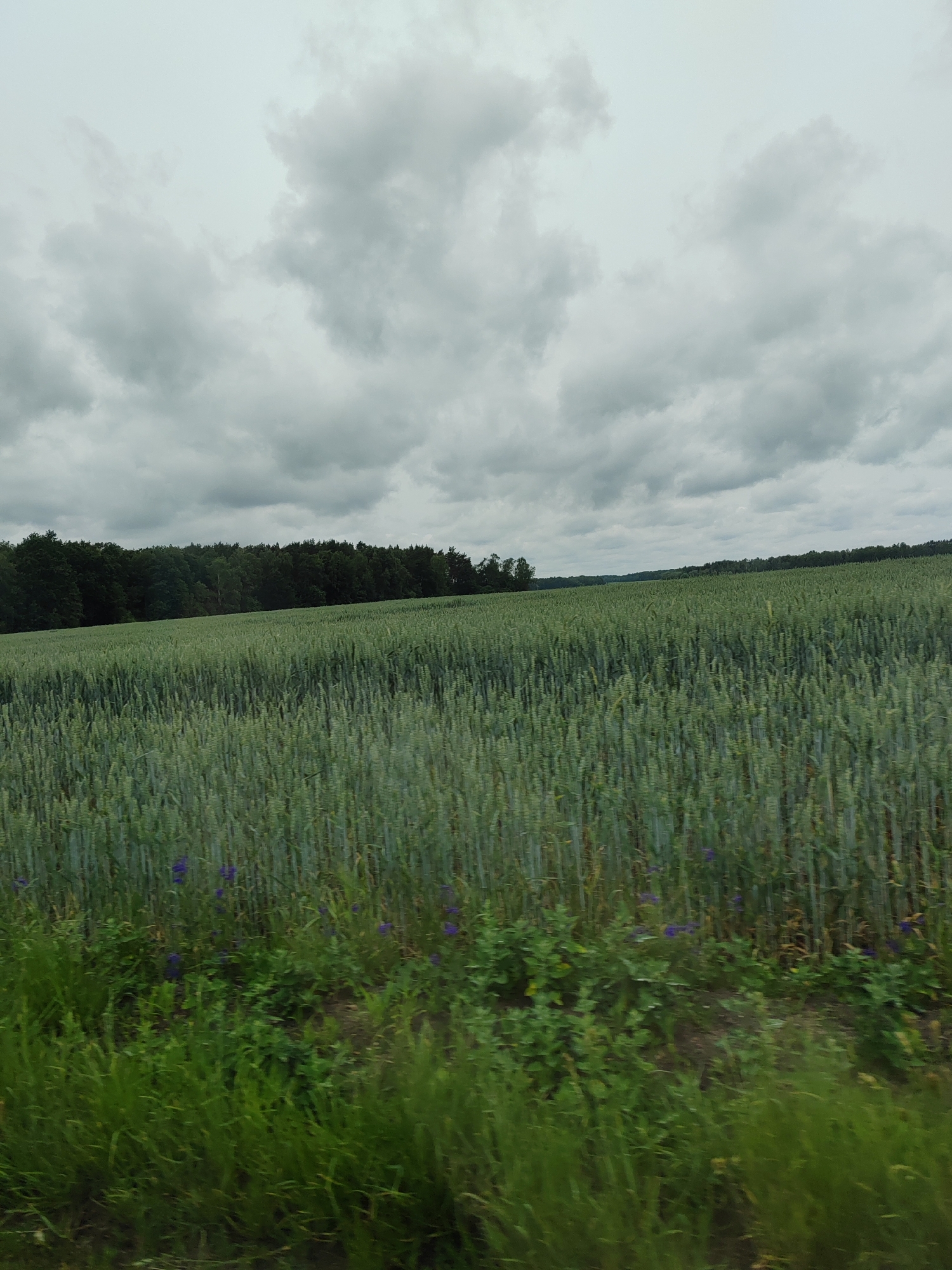An overcast day looms over a wide, dense field of young, green wheat or barley stalks, stretching towards a distant, dark green forest. The field is textured with the vertical lines of the stalks, and in the foreground, a border of shorter green grass and occasional small purple wildflowers runs along the bottom edge of the frame. The sky is filled with heavy, gray clouds, contributing to the subdued lighting of the landscape. The scene appears to be a rural setting, possibly within the agricultural areas of Лышчыцкі сельскі Савет, Belarus. No people are visible.