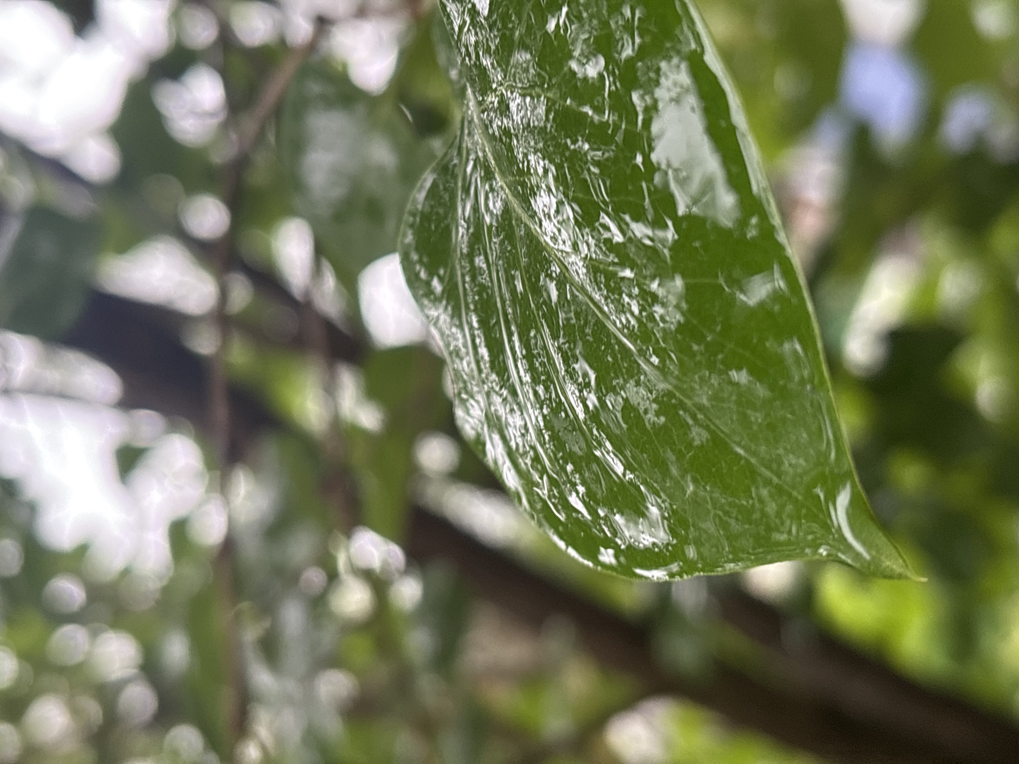 The image is a close-up, macro-style photograph focusing on a single, vibrant green leaf. The leaf is heavily covered in numerous, glistening water droplets, indicating recent rain or dew. These droplets reflect light, creating bright highlights across its glossy surface and emphasizing the leaf's texture and natural folds. The veins of the leaf are subtly visible beneath the water.
The background is highly blurred, creating a soft bokeh effect. It consists of abstract shapes and colors, primarily varying shades of green, suggesting other foliage and branches. Some bright white patches are present, likely representing blown-out highlights from light filtering through the canopy, and a faint hint of light blue can be discerned, possibly indicating patches of sky visible through the leaves. A dark, out-of-focus element, likely a branch or stem, runs diagonally through the mid-ground.
The setting is outdoors, likely a garden, forest, or natural environment. The time of day appears to be daytime, with ample light illuminating the wet leaf. No people, animals, or visible text are present in the image. The overall mood is fresh, natural, and serene, highlighting the intricate details of nature after a wet period.