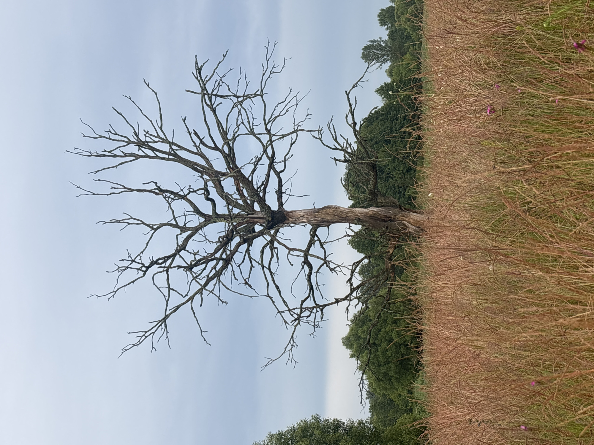 This media file depicts a desolate, dead tree in a field of tall, brown grass. The tree is bare of leaves, with intricate, gnarled branches reaching towards a pale, overcast sky. The field of grass is dry and appears to have some small, pink flowers scattered throughout. Behind the field, a dense line of green trees forms a backdrop, suggesting a wooded area beyond. The overall mood of the image is somber and still, possibly indicative of late autumn or winter. The lighting suggests it is daytime, but the cloudy sky creates a diffused light. The location is identified as Tsiareskhavitski Sel'ski Savet, Belarus, which provides a geographical context for the landscape. There is no visible text in the image.