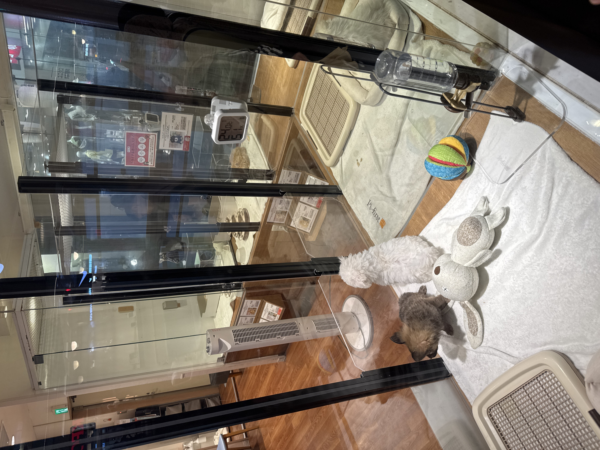 The image shows a pet shop display in Kyoto, Japan. A small, sparsely-furred, grey and brown puppy lies near a white plush bunny and a small, round, multi-colored ball on a white blanket. Next to the puppy is a beige plastic litter box. A white, fluffy dog is partially visible near the bunny. A water bottle is mounted on the glass above. On the floor of the display area is a white tower fan and a beige plastic grate. Visible through the glass are reflections of a store exterior with mannequins and signage in Japanese. A digital thermometer is affixed to the glass.