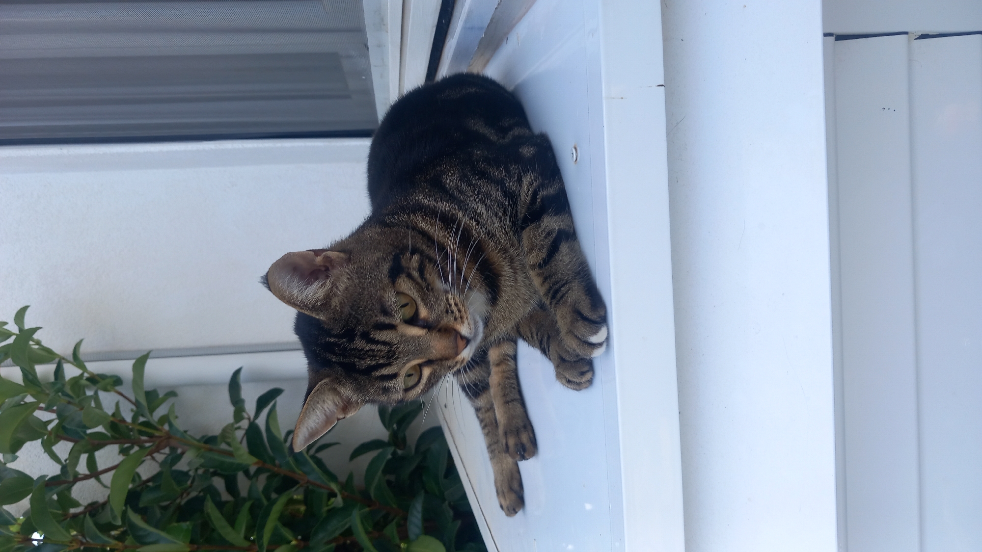 A tabby cat with black and brown stripes and yellow eyes is resting on a white, flat surface. The cat is lying down with its front paws extended and its head slightly lowered, looking towards the right of the frame. Green leaves from a plant are visible in the upper left corner of the image, behind the cat. The background consists of a white wall and a window with vertical blinds. The scene appears to be outdoors, likely on a balcony or windowsill, in Άγιος Νεκτάριος, Greece.