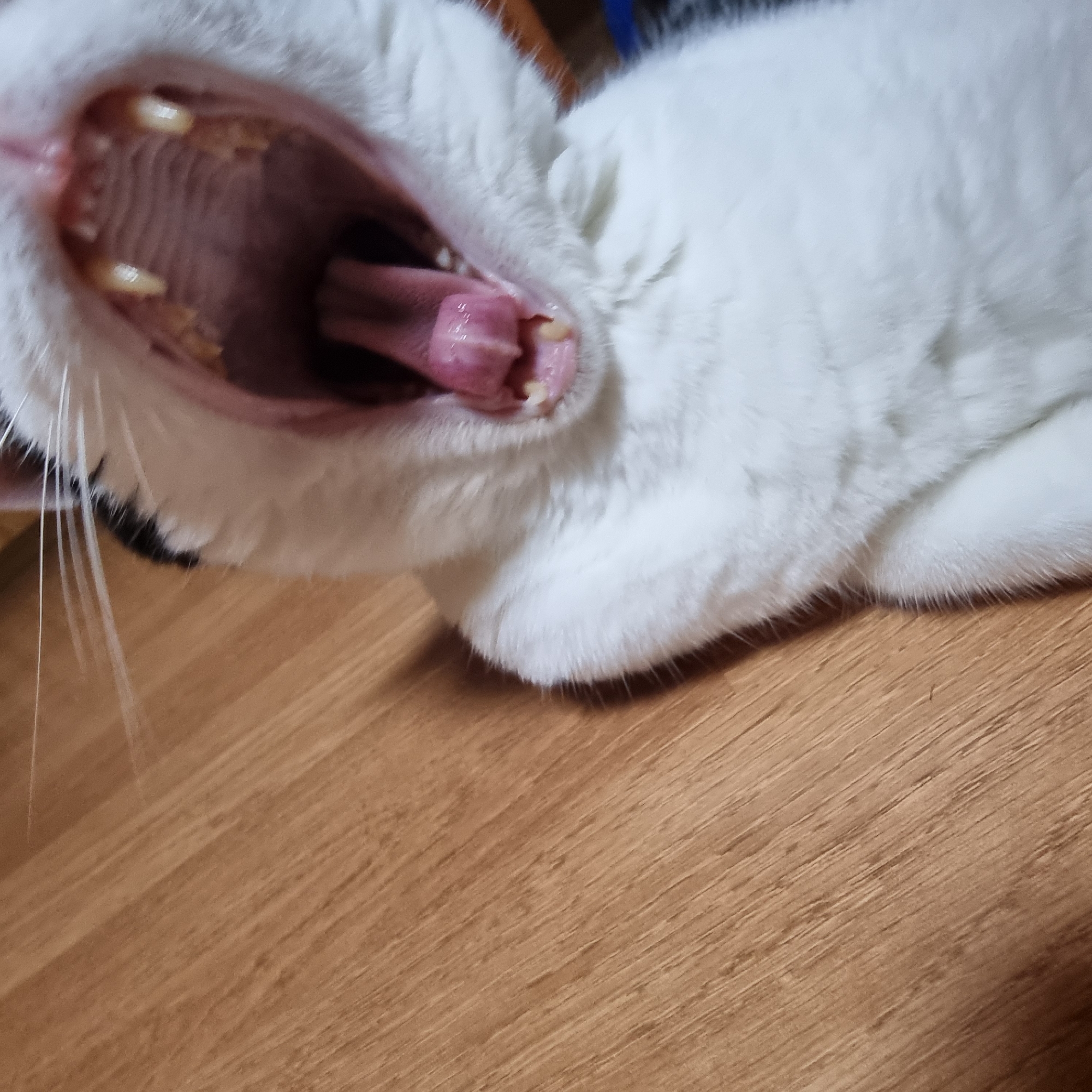 The image shows a close-up of a white cat yawning, revealing its mouth, teeth, and tongue. The cat's head is angled towards the camera, and its whiskers are visible. The background is a wooden surface with a light brown, grainy texture. The image is taken from a high angle, looking down at the cat. The location is not specified in the image or crops.